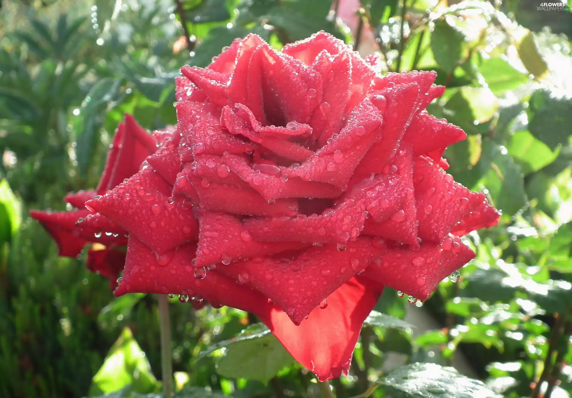 nature, rose, drops, Colourfull Flowers