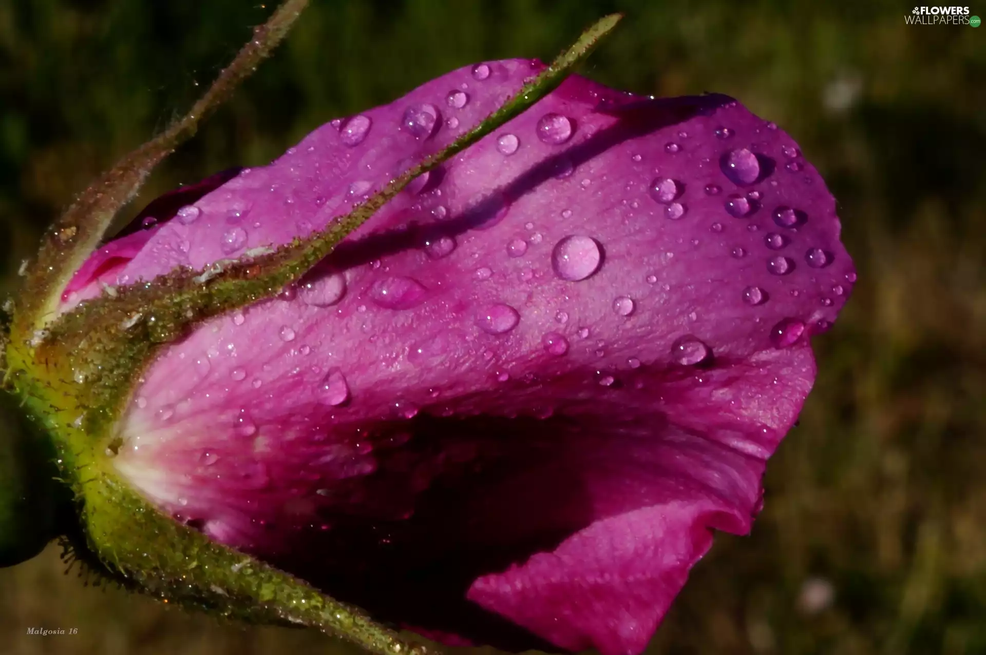 drops, Colourfull Flowers, rose