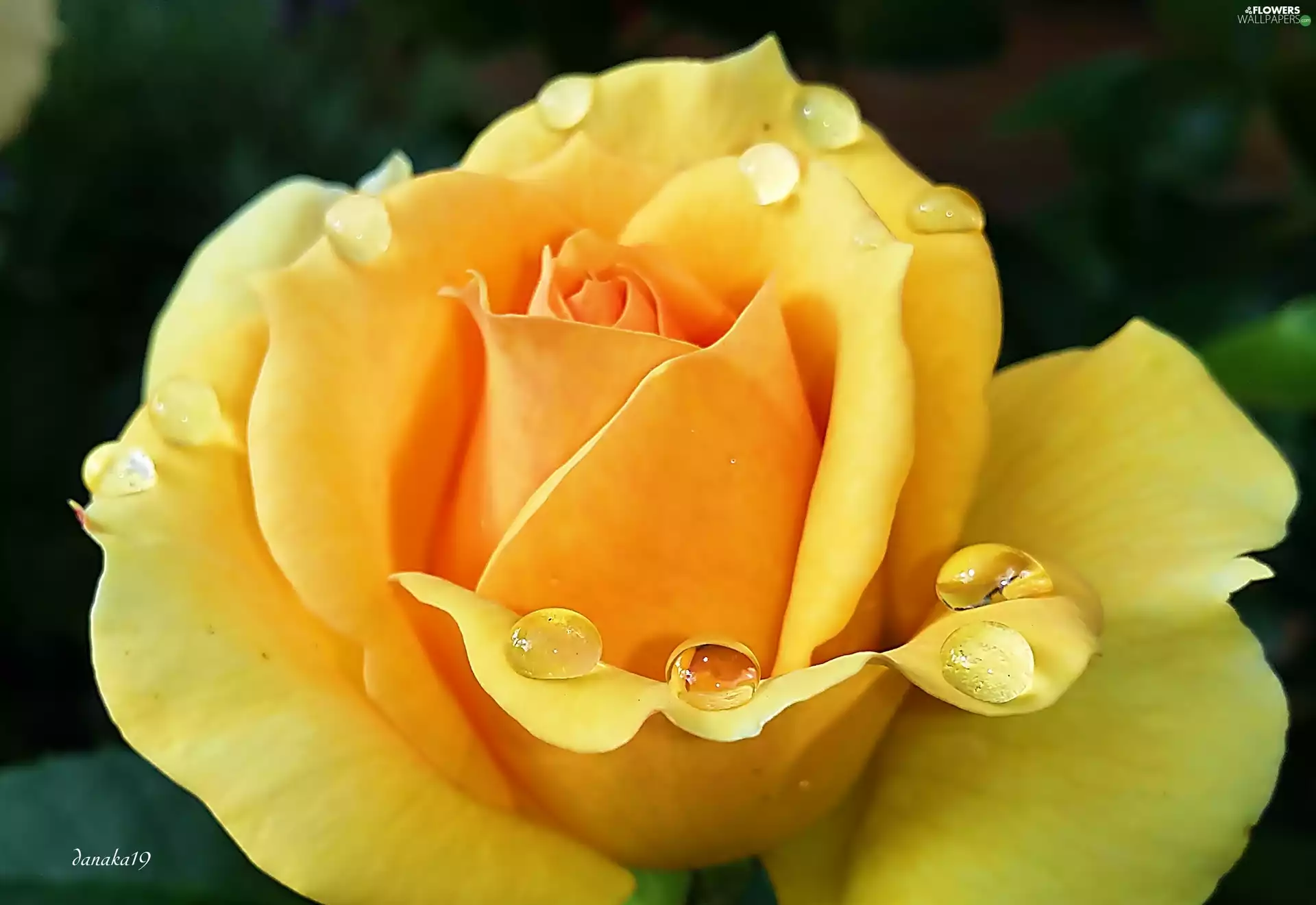 drops, Yellow Honda, rose