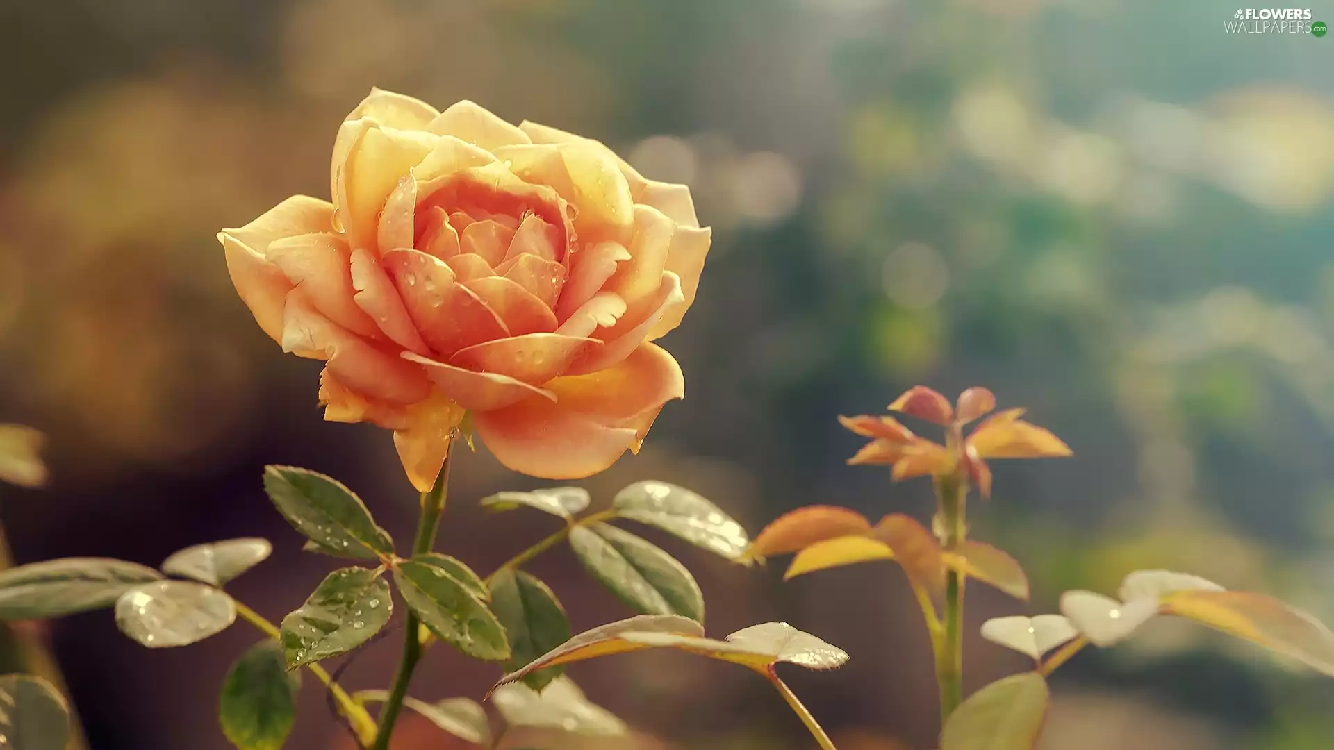 Dewy, rose, drops, Yellow Honda