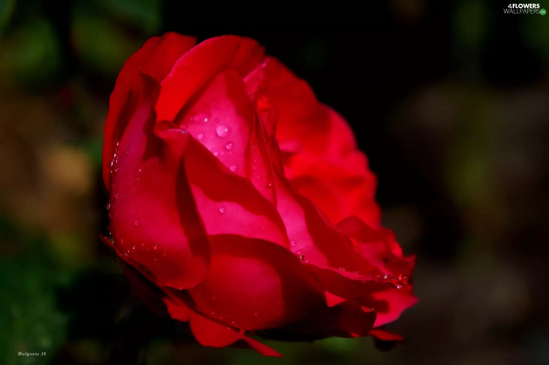 drops, red hot, rose