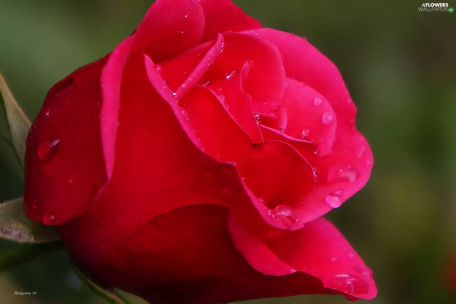 drops, red hot, rose