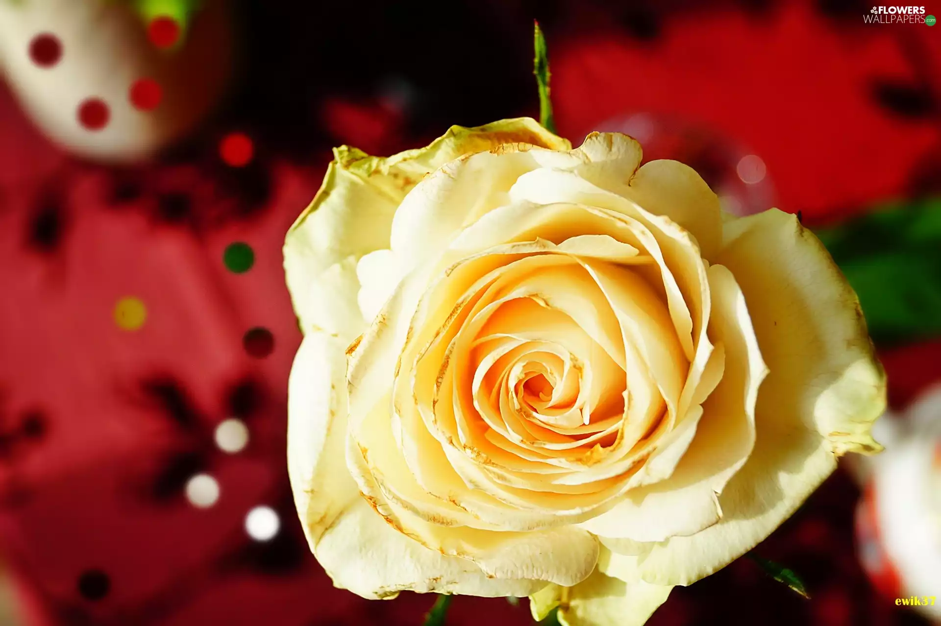 rose, Graphic effects