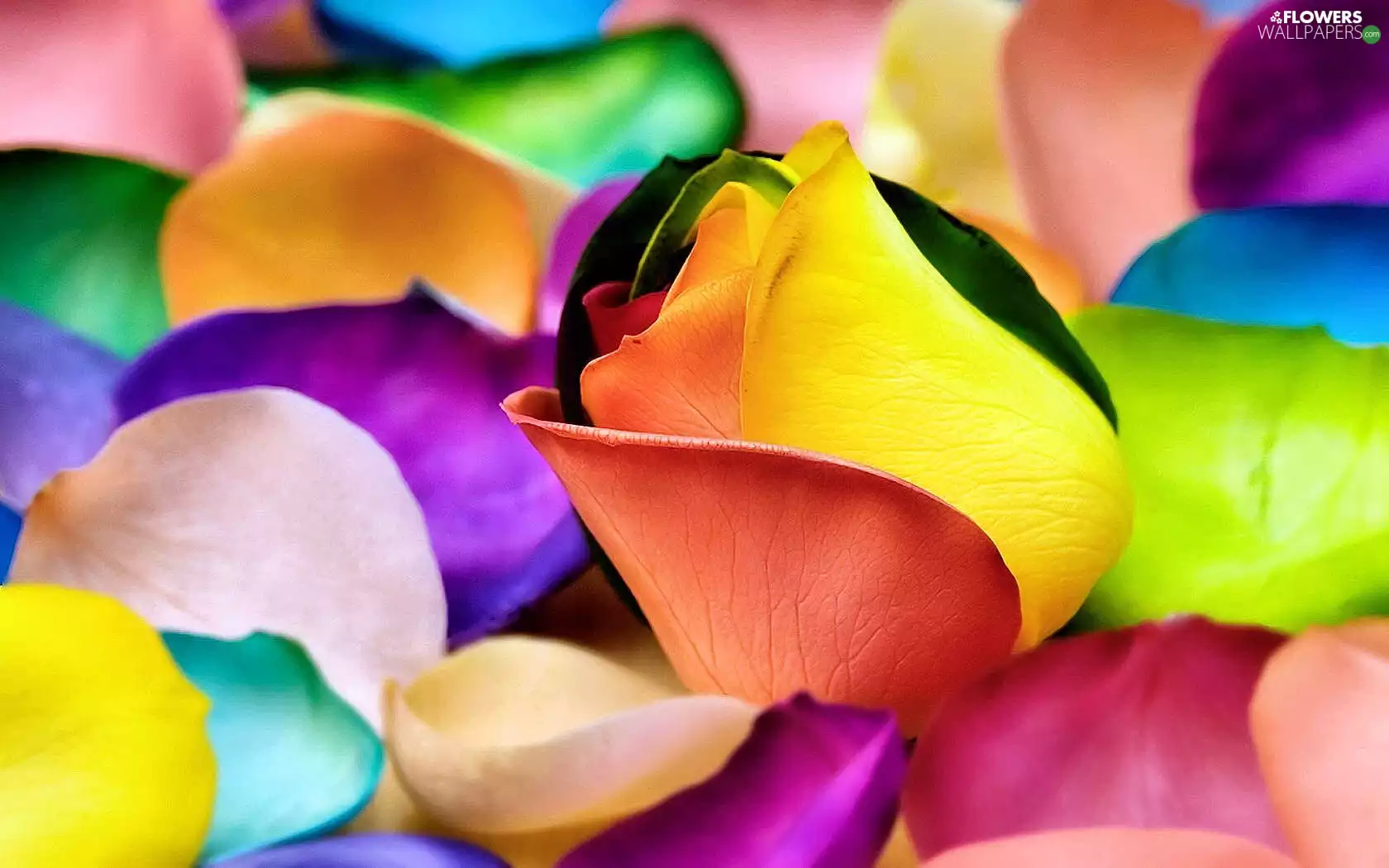 rose, color, flakes