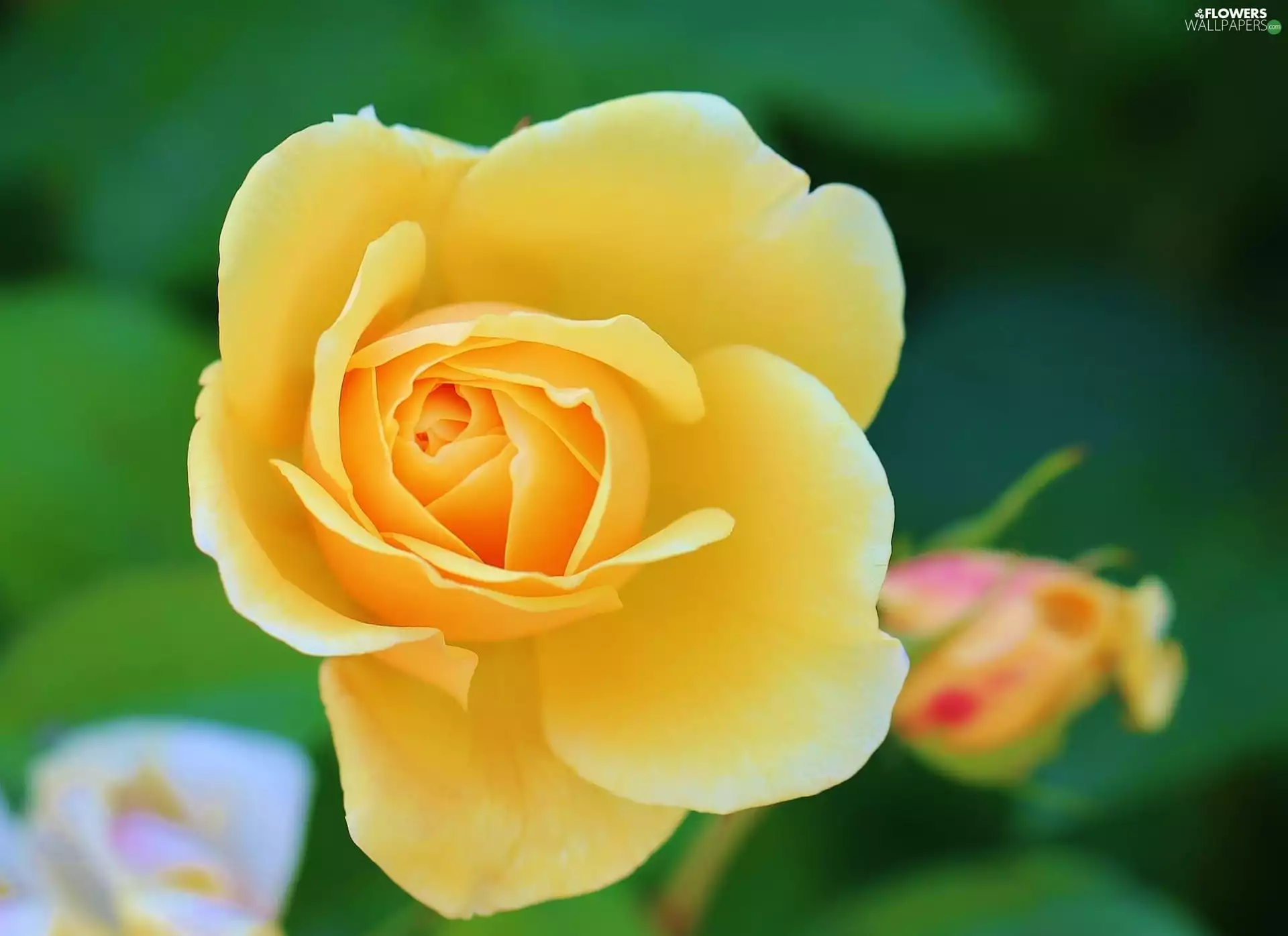 flakes, Yellow Honda, rose