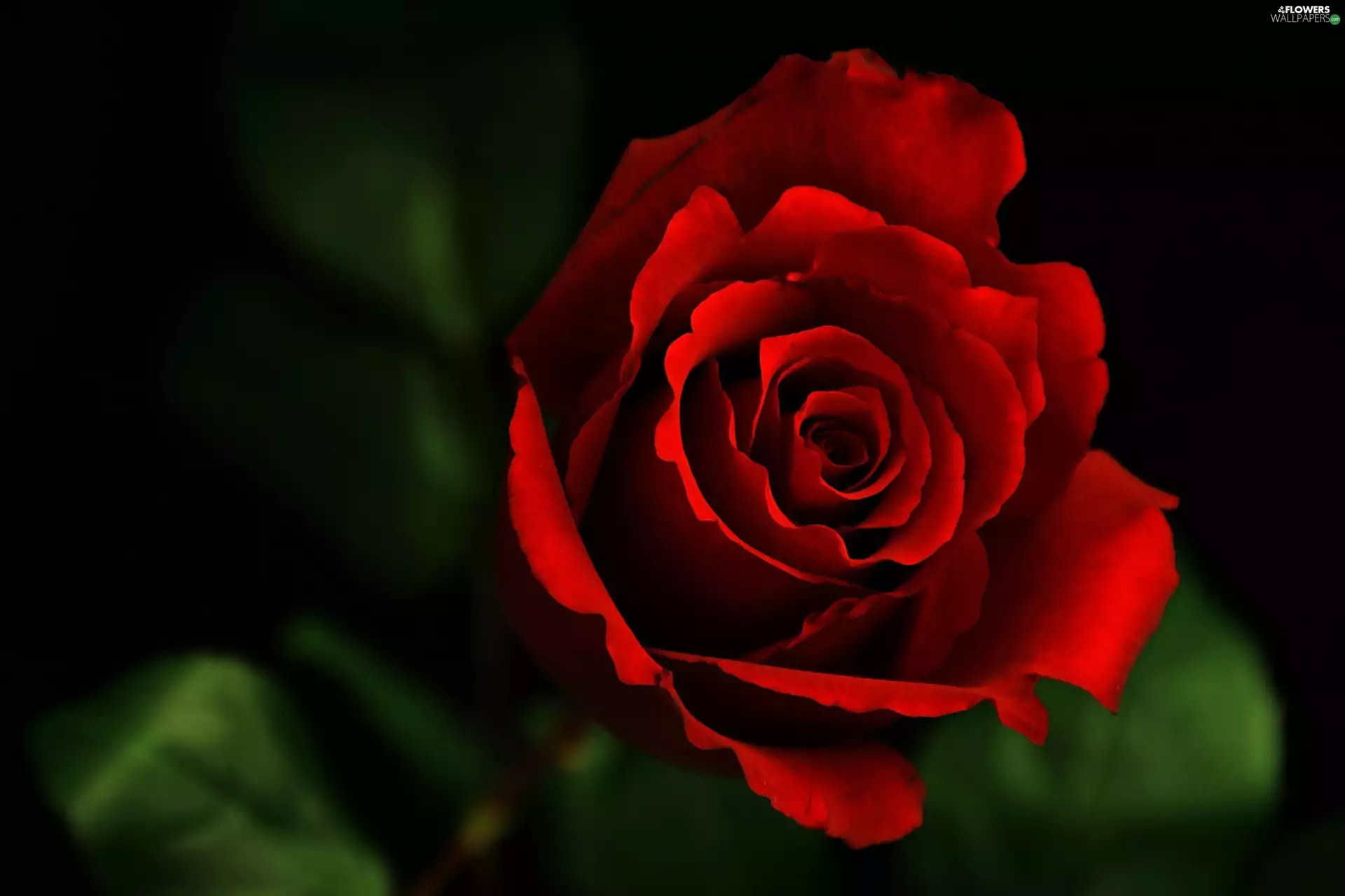 flakes, red hot, rose