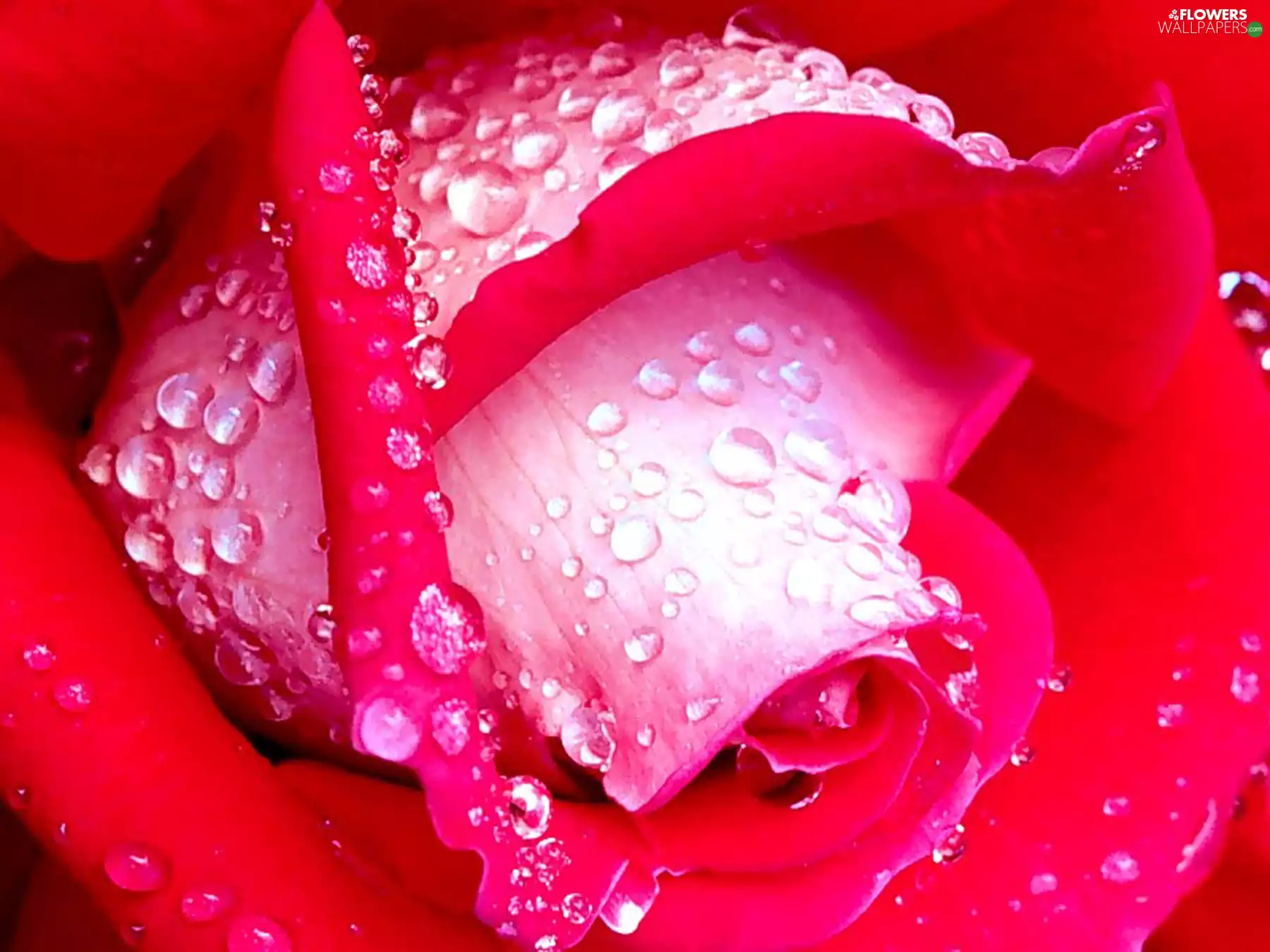 flakes, drops, water, rose