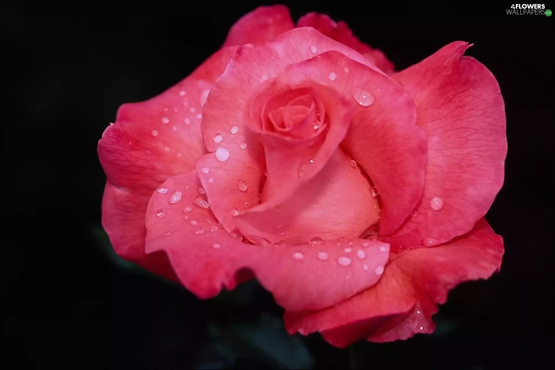rose, water, flakes