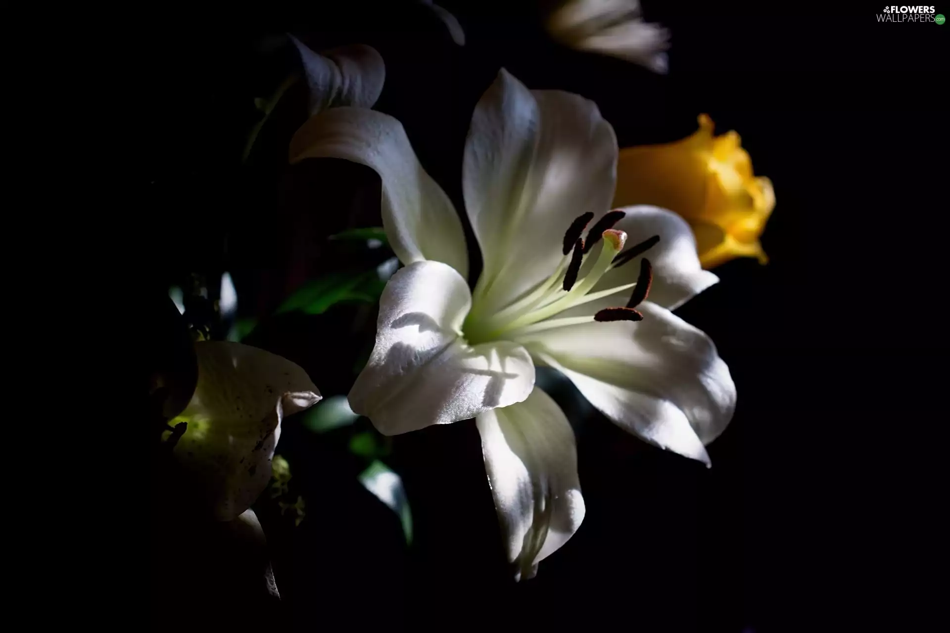 ligh, Lily, flash, rose, White, sun, luminosity