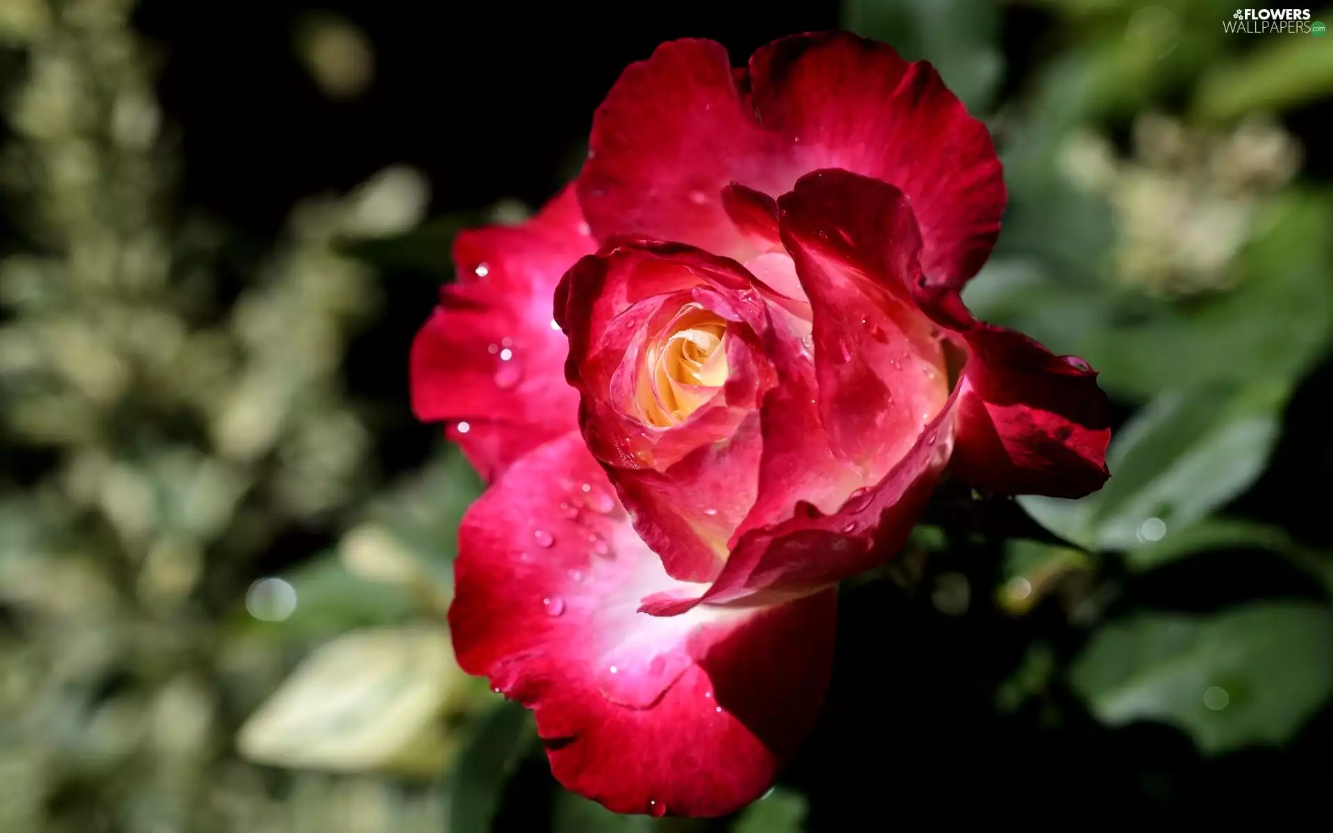 rose, Colourfull Flowers