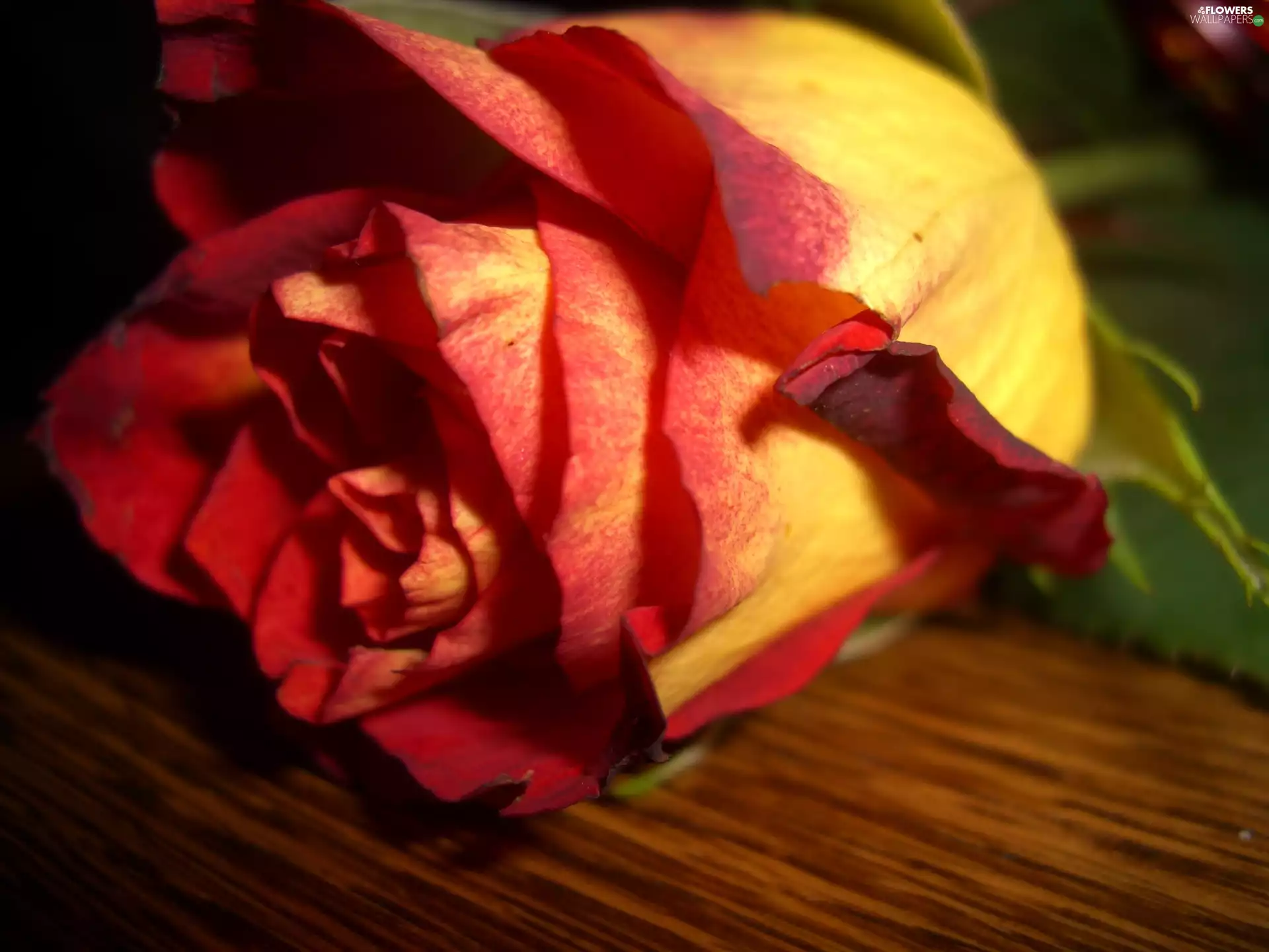 rose, Colourfull Flowers