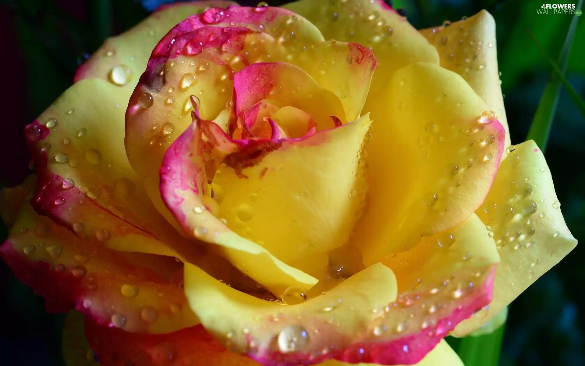 rose, Colourfull Flowers