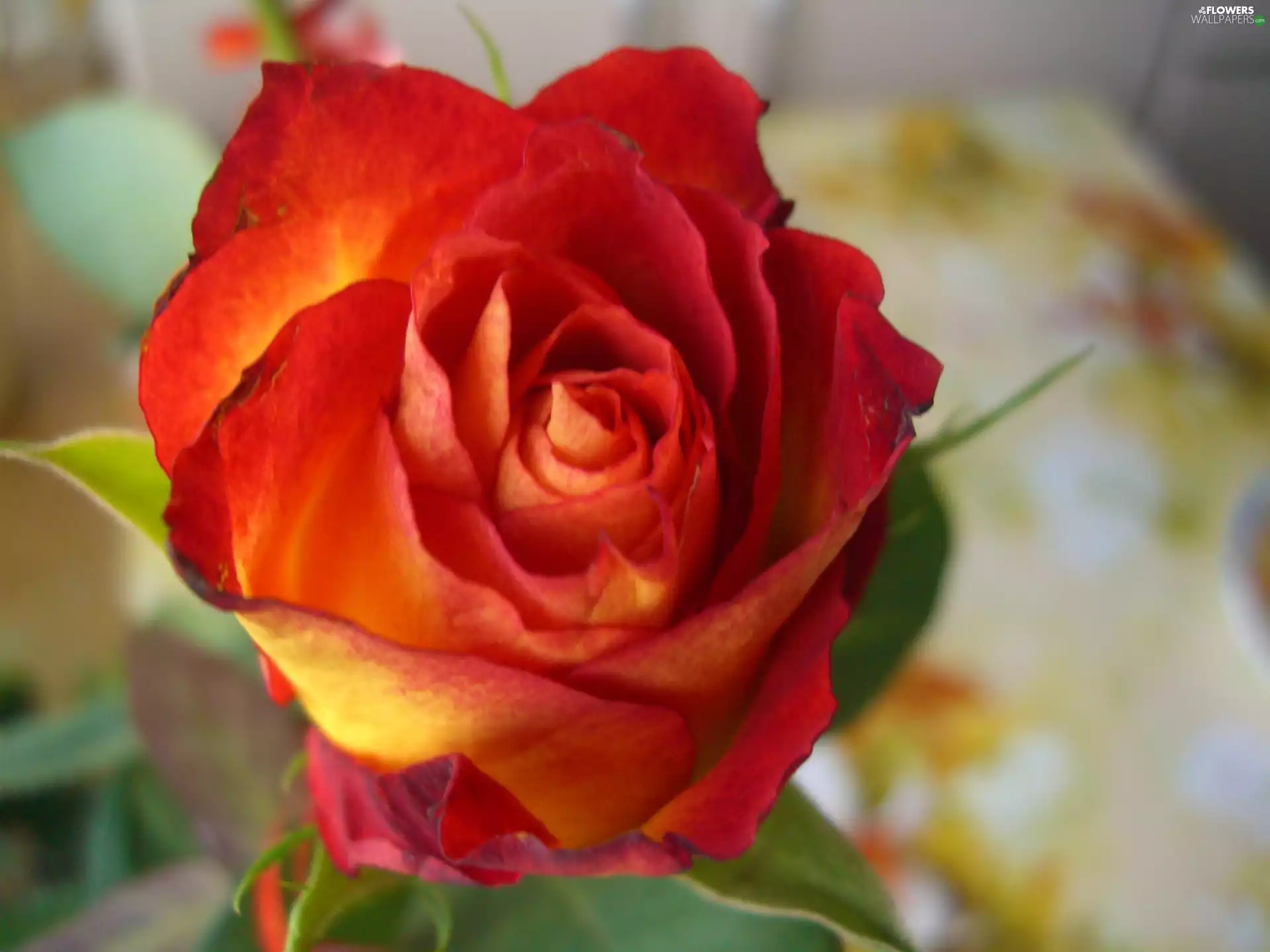 rose, Colourfull Flowers