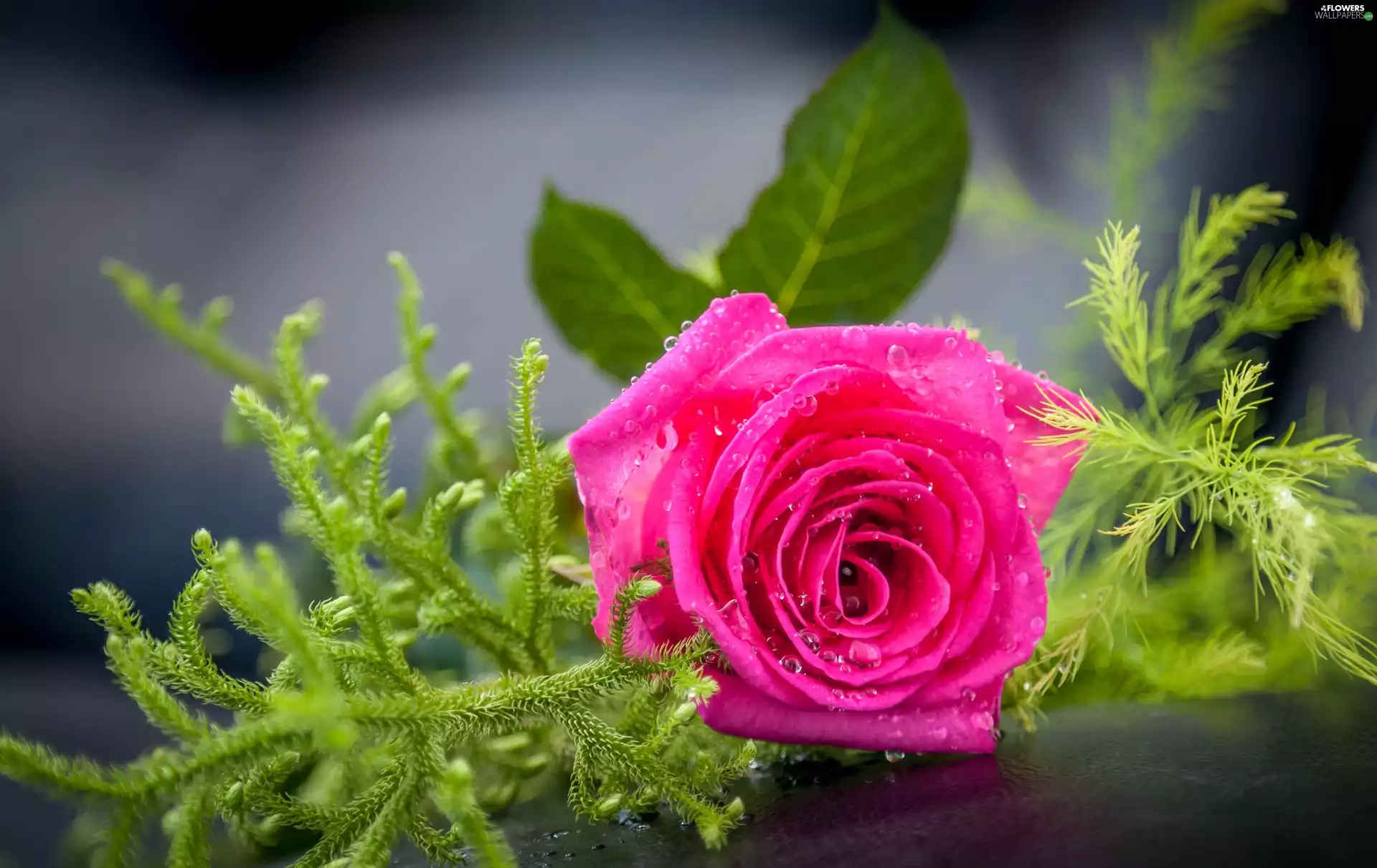 rose, Colourfull Flowers