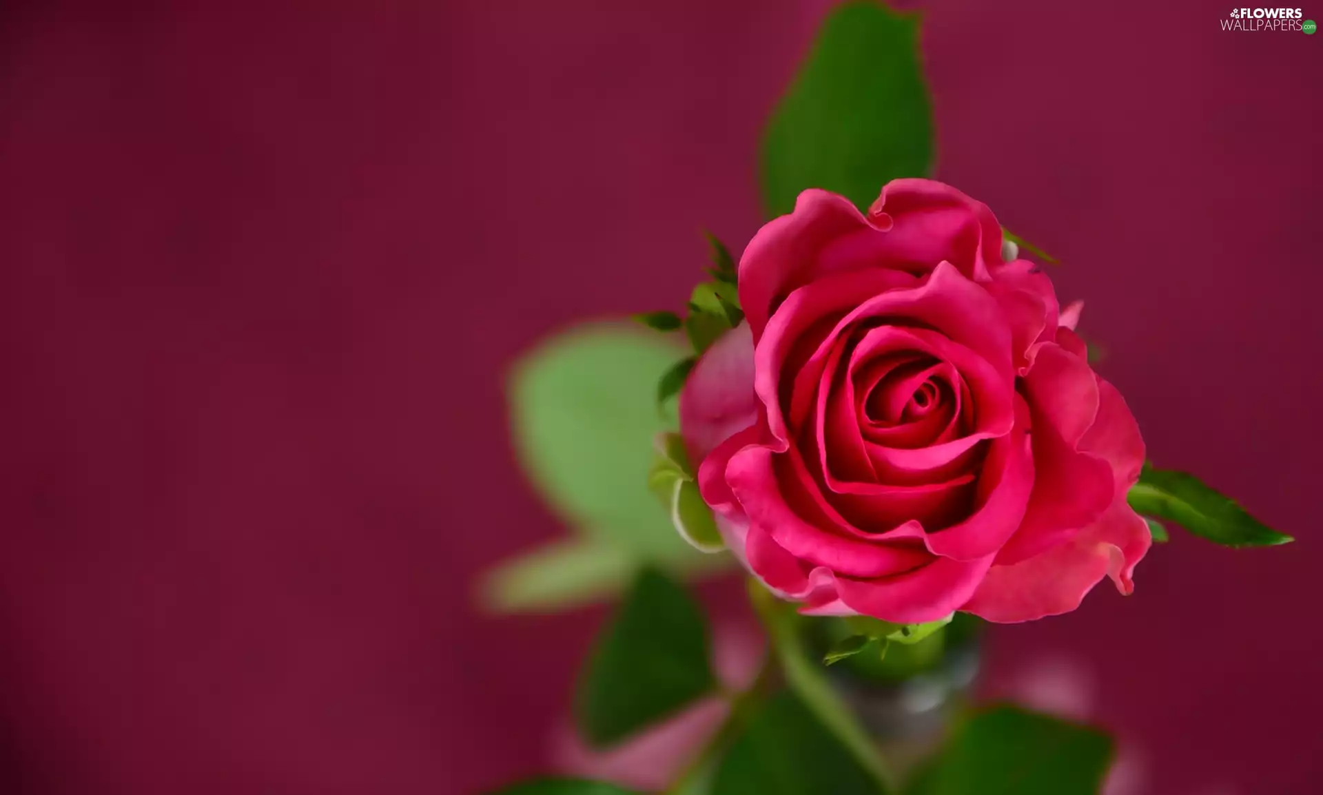 rose, Colourfull Flowers