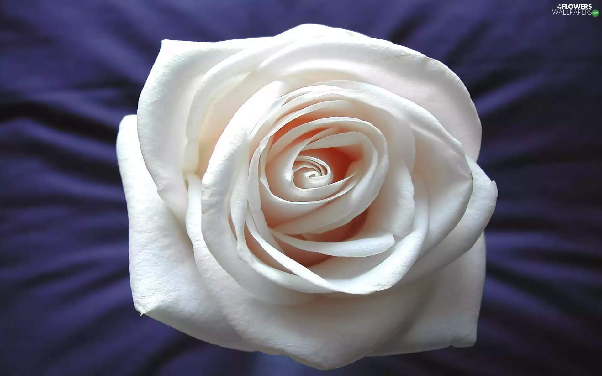 Colourfull Flowers, White, rose