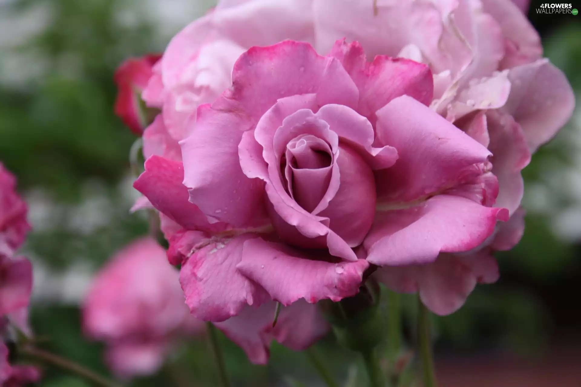 rose, Colourfull Flowers