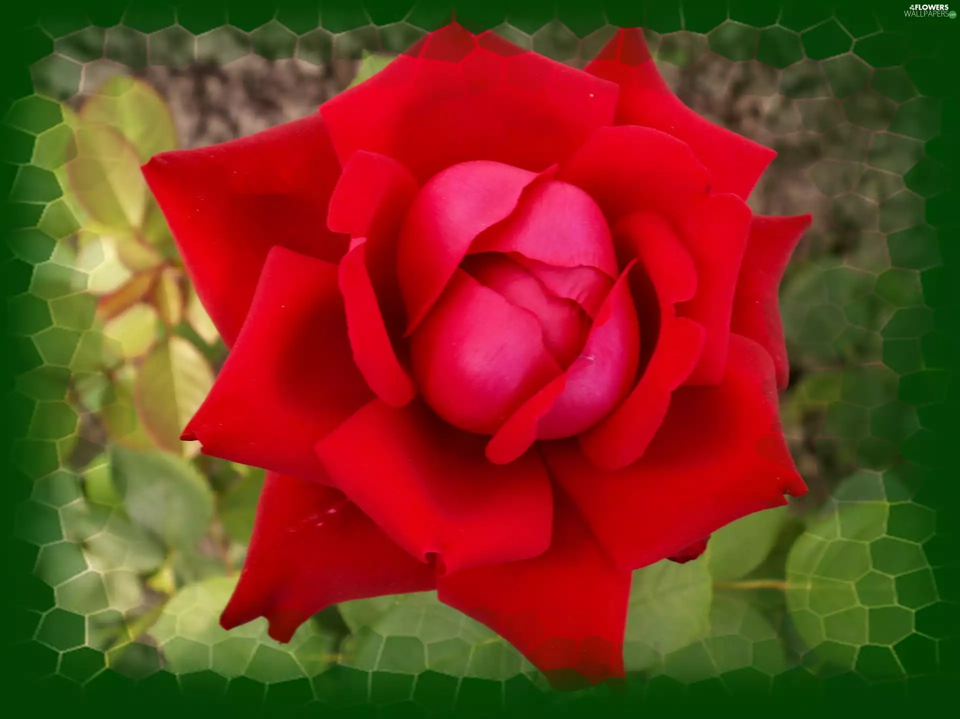 Flowers, Close, frame, rose