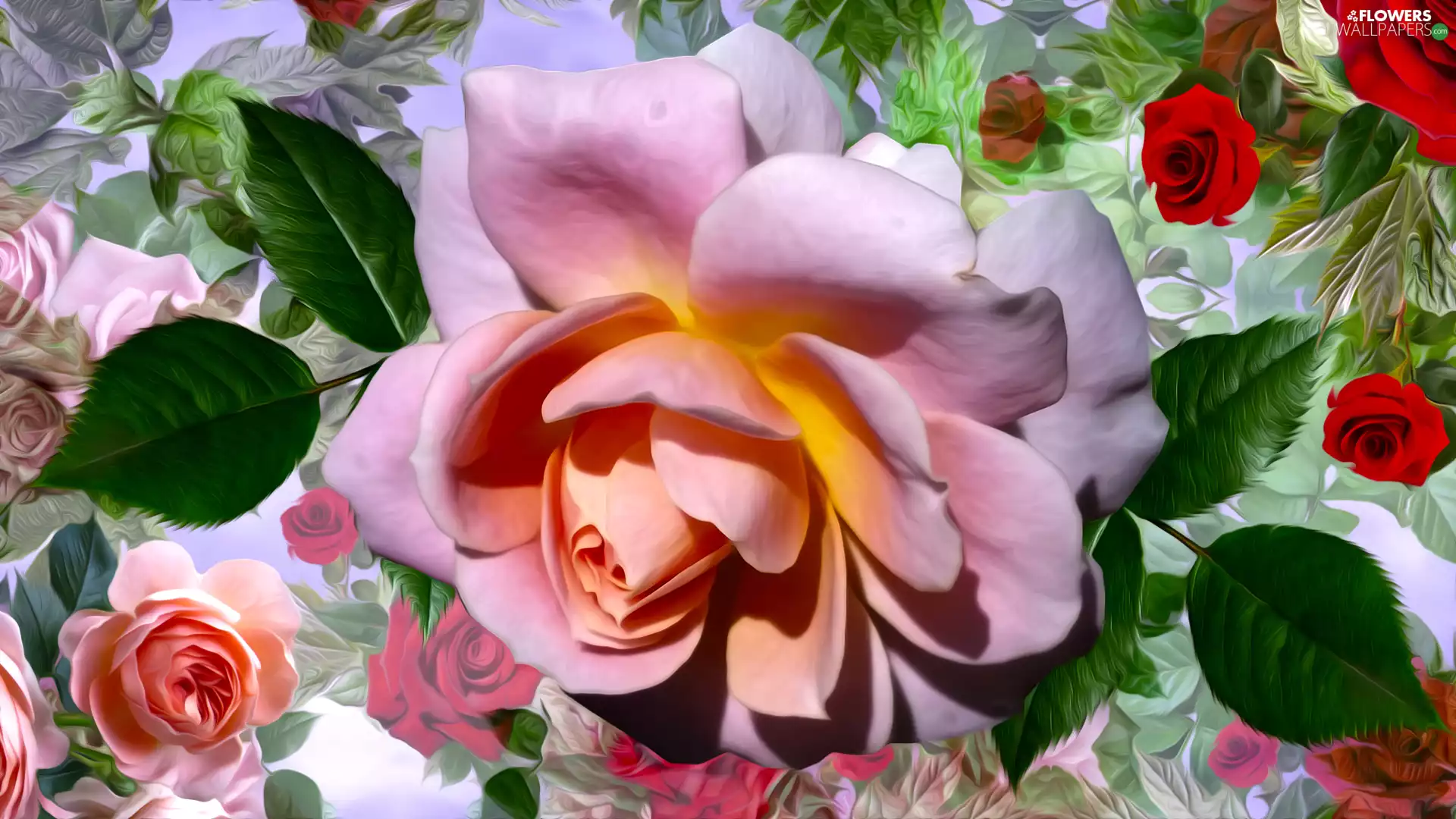 Pink, rose, Flowers, roses, graphics