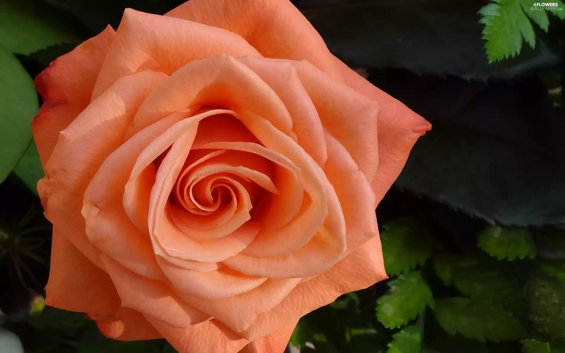 rose, Orange, Flowers