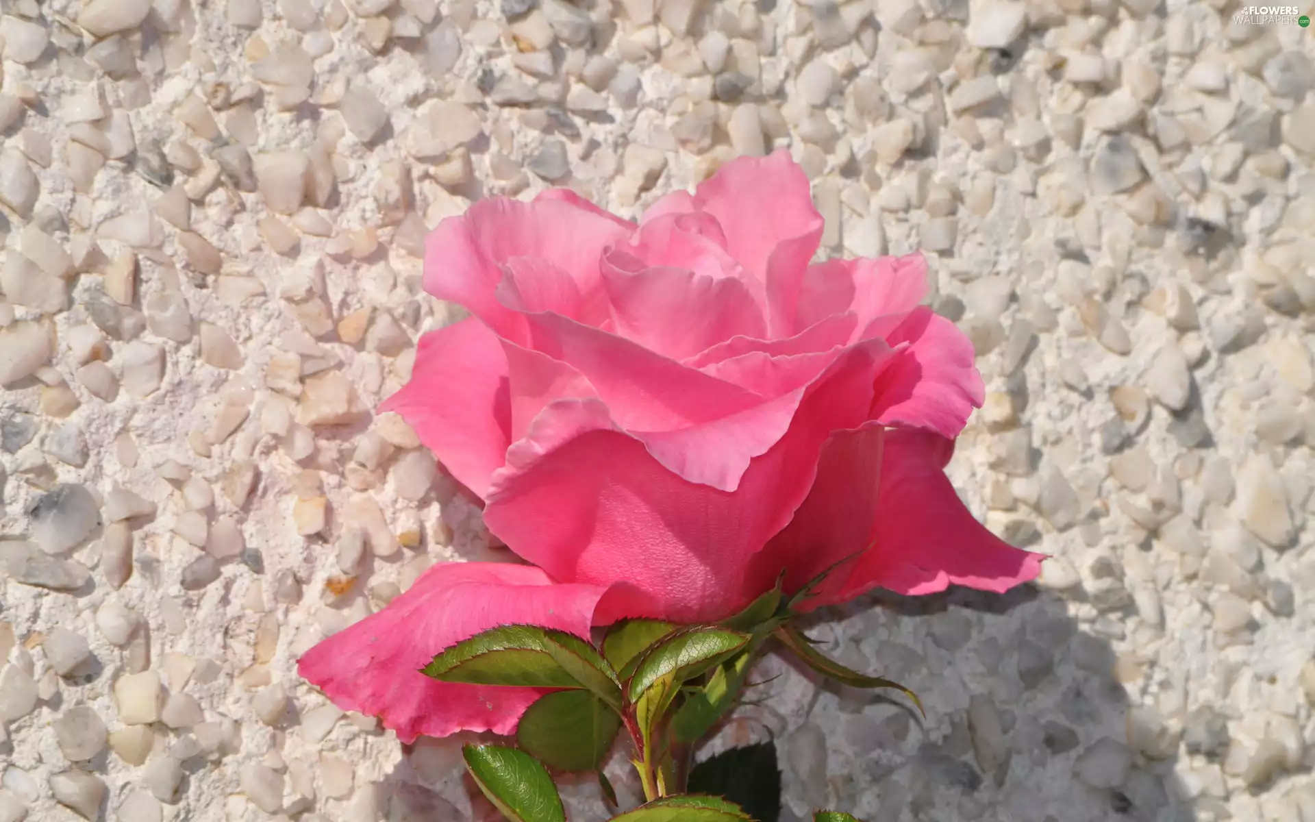 ledge, Pebble, Pink, rose, Colourfull Flowers