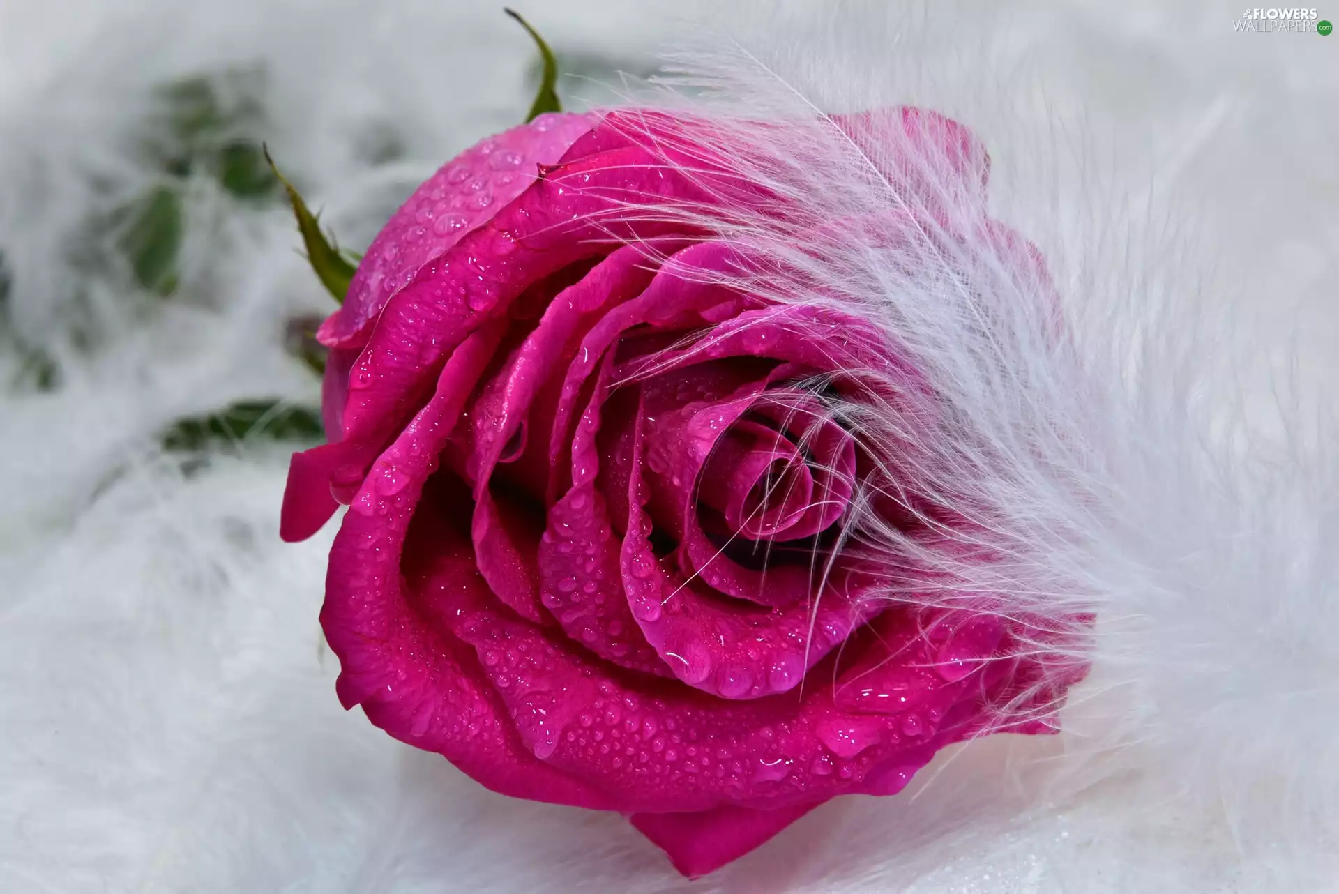 drops, feather, Purple, rose, Colourfull Flowers