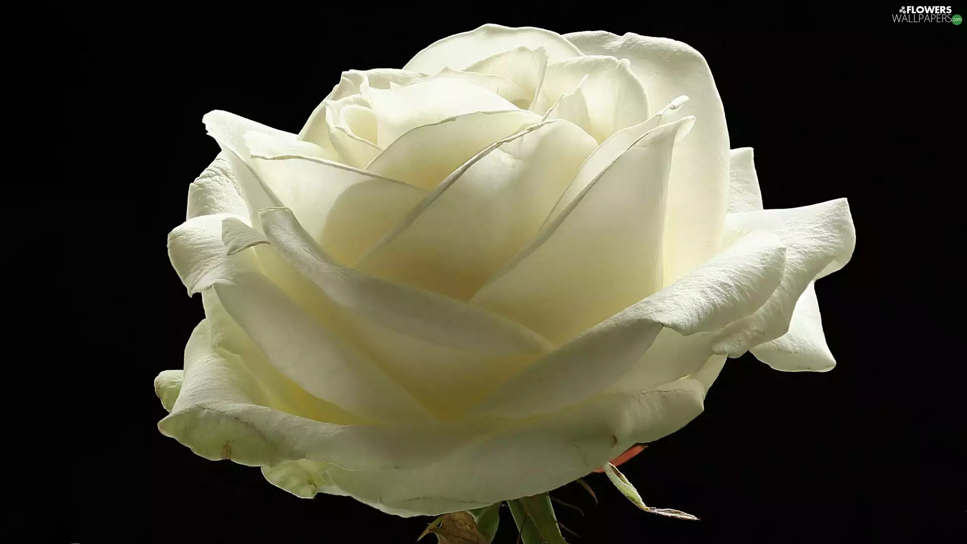 Black, background, White, rose, Colourfull Flowers
