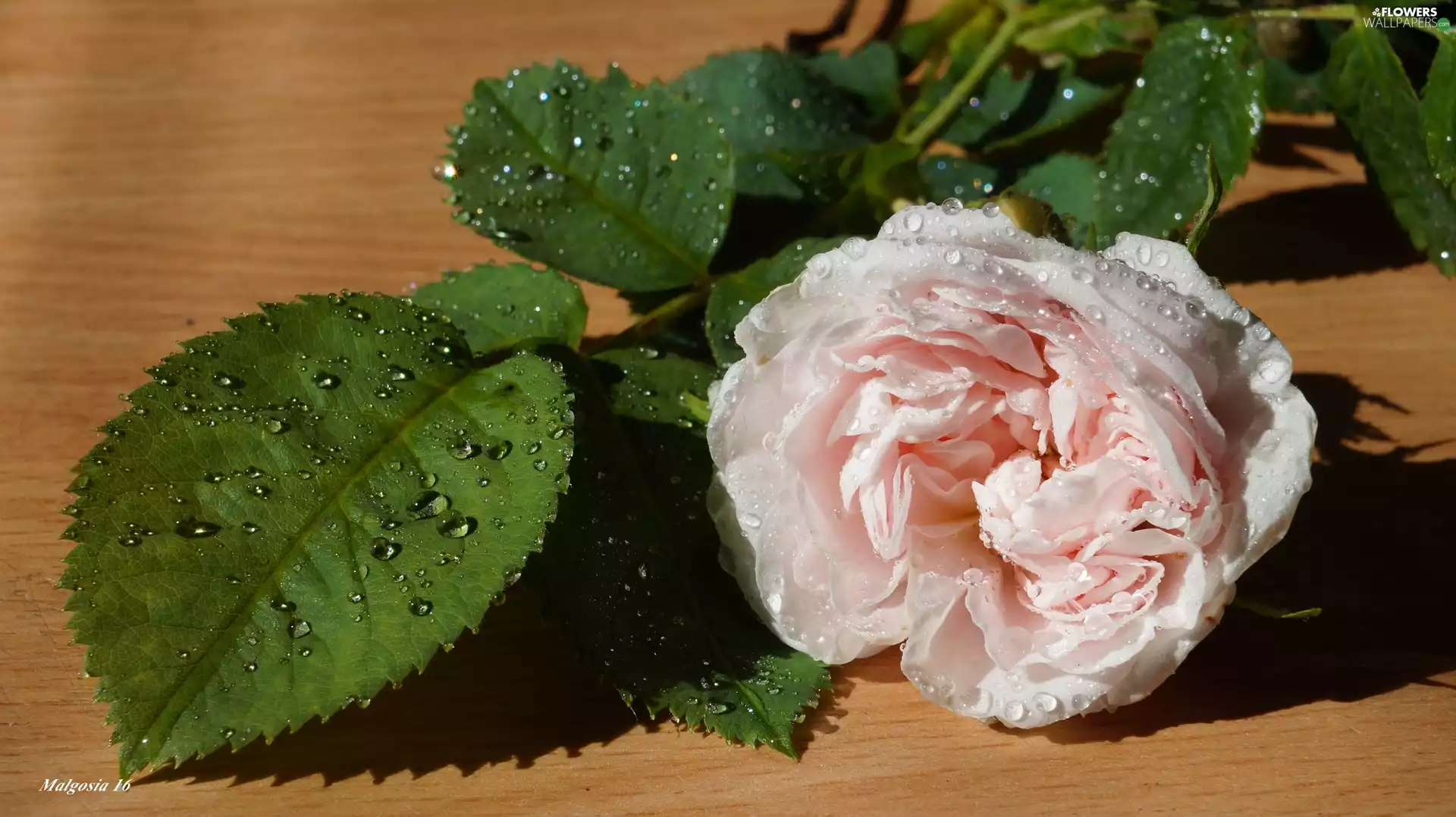 Leaf, drops, Wild, rose, Colourfull Flowers