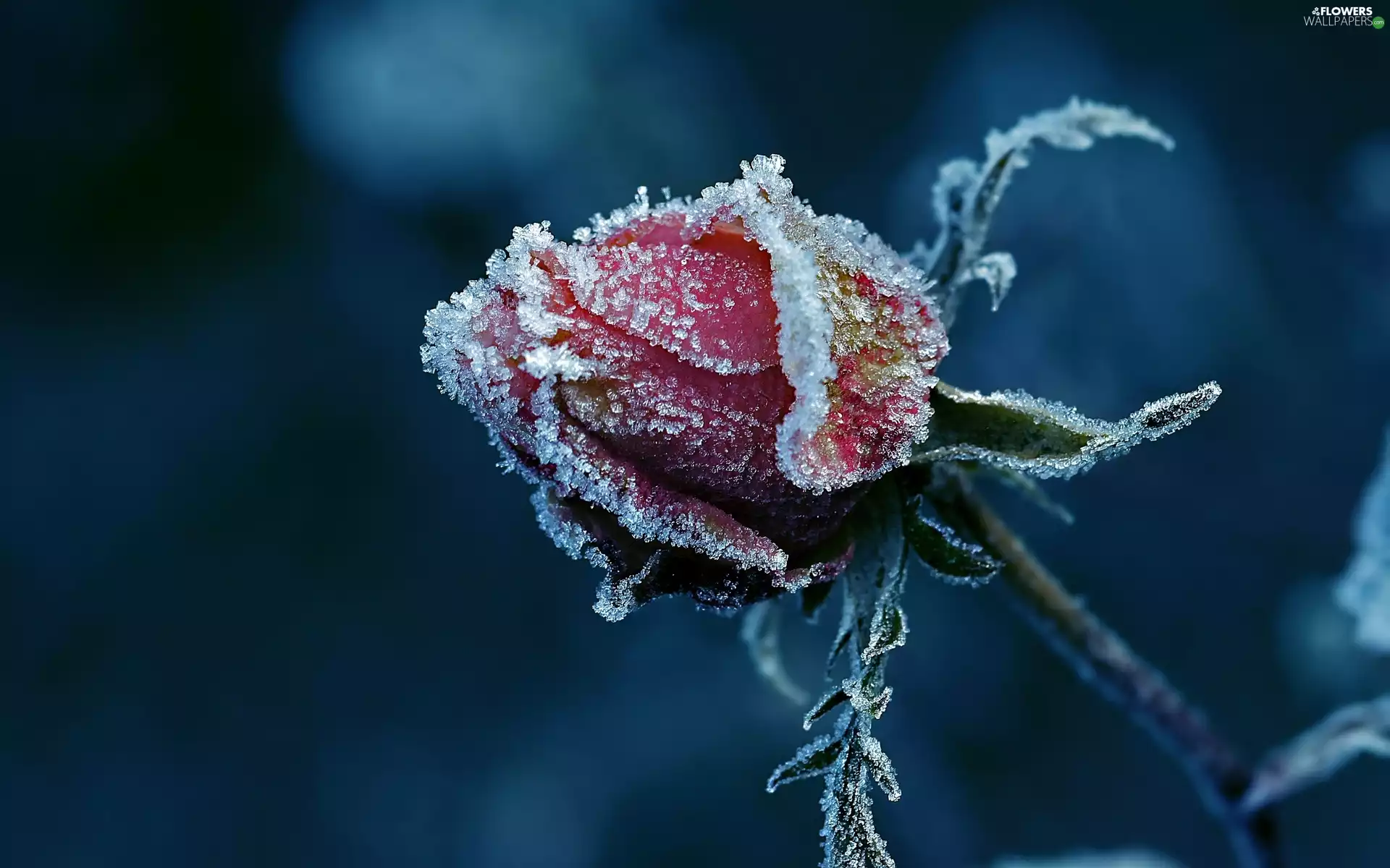 rose, White frost
