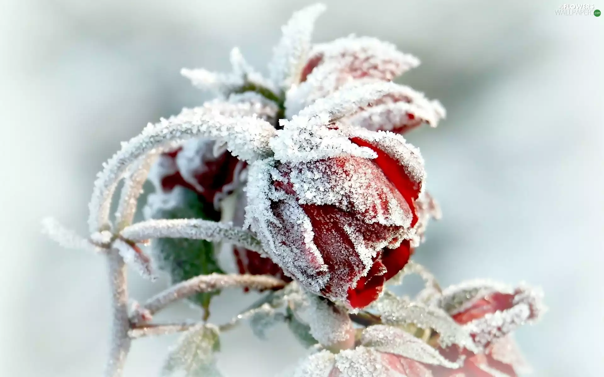 rose, winter, frosted
