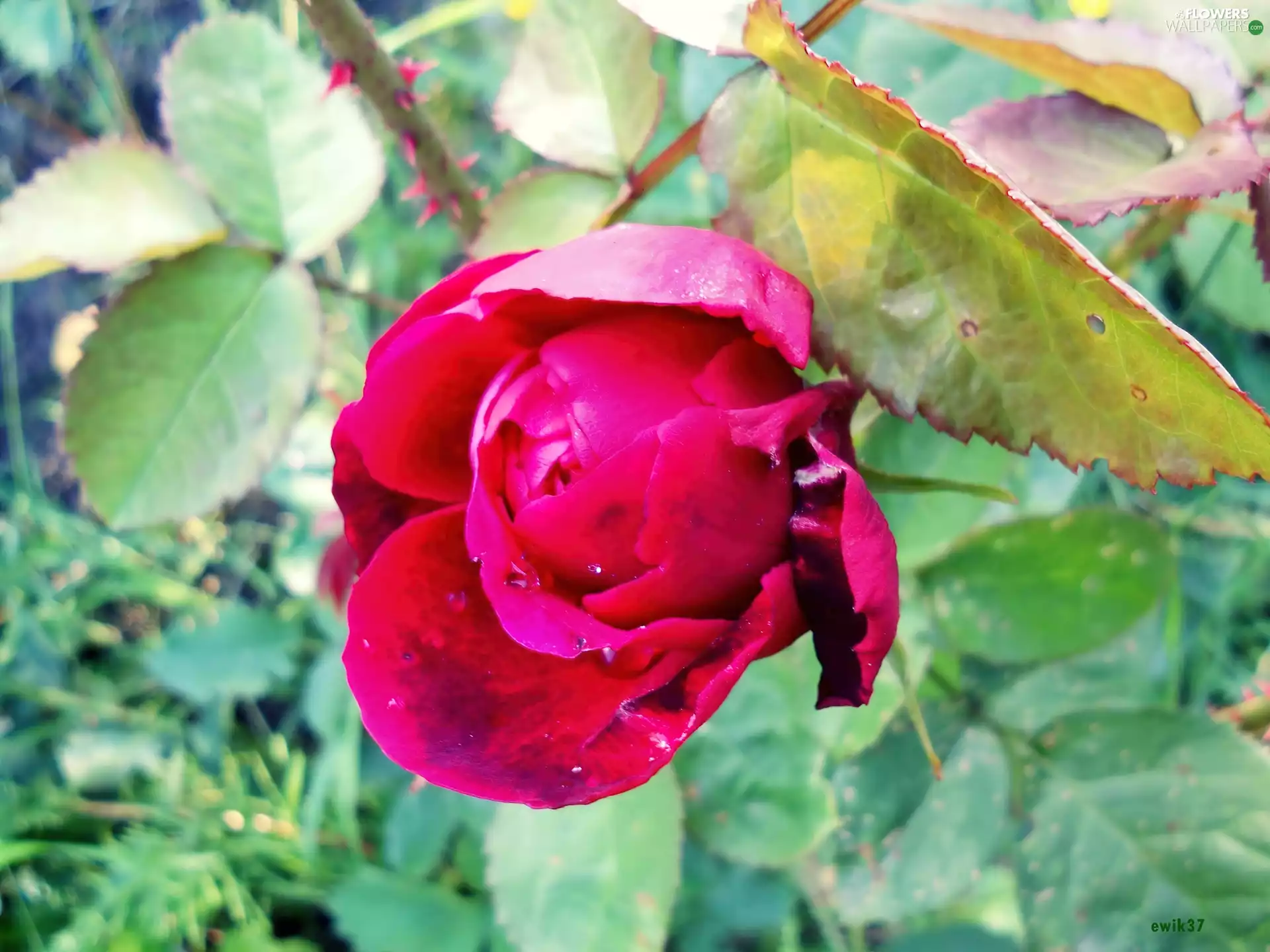 rose, garden