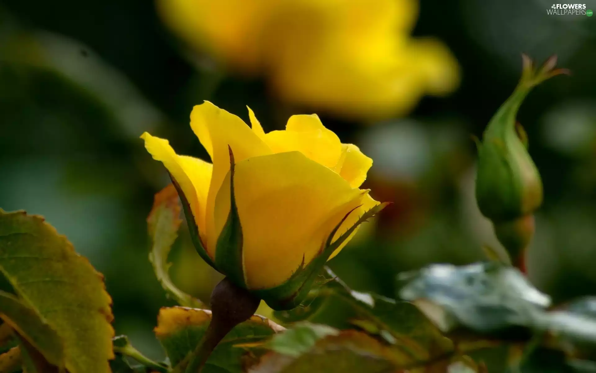 Garden, Yellow Honda, rose
