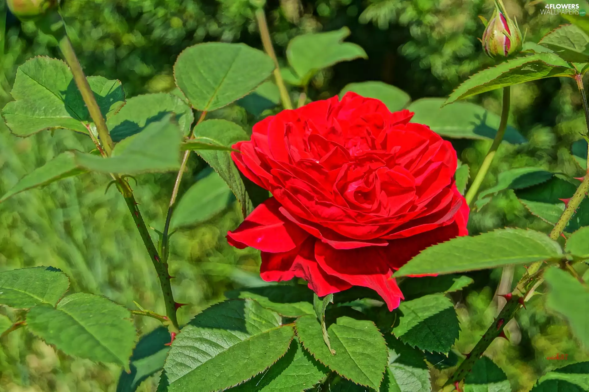 Garden, red hot, rose