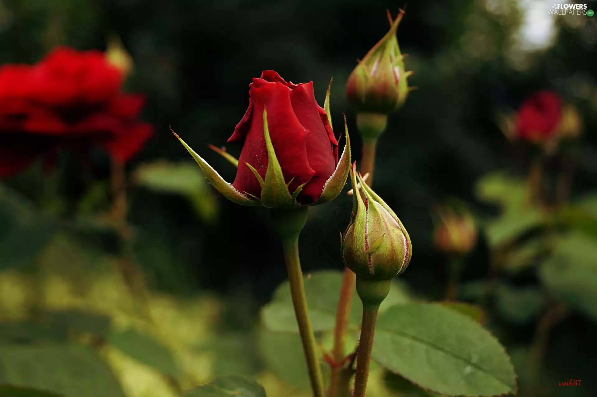 garden, red hot, rose