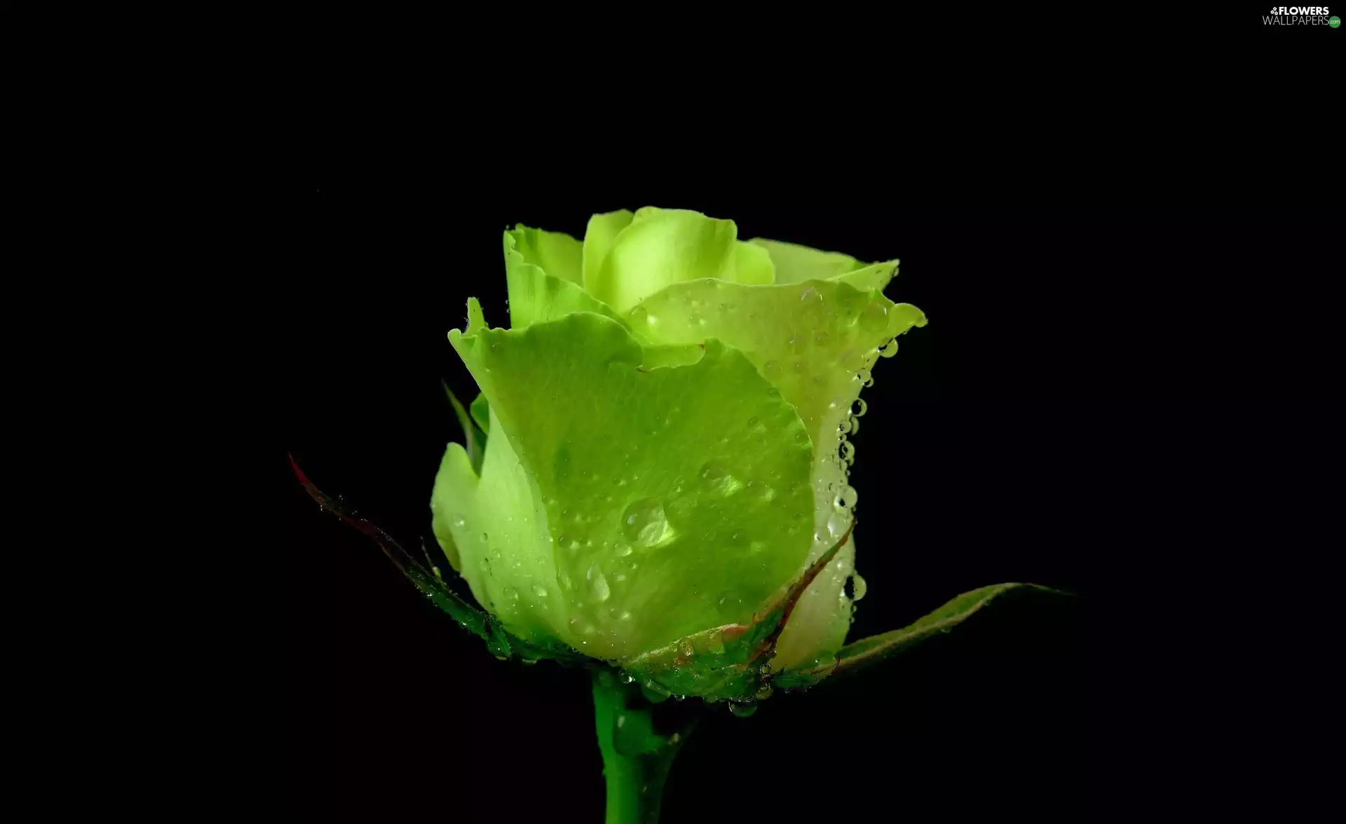 Green, rose