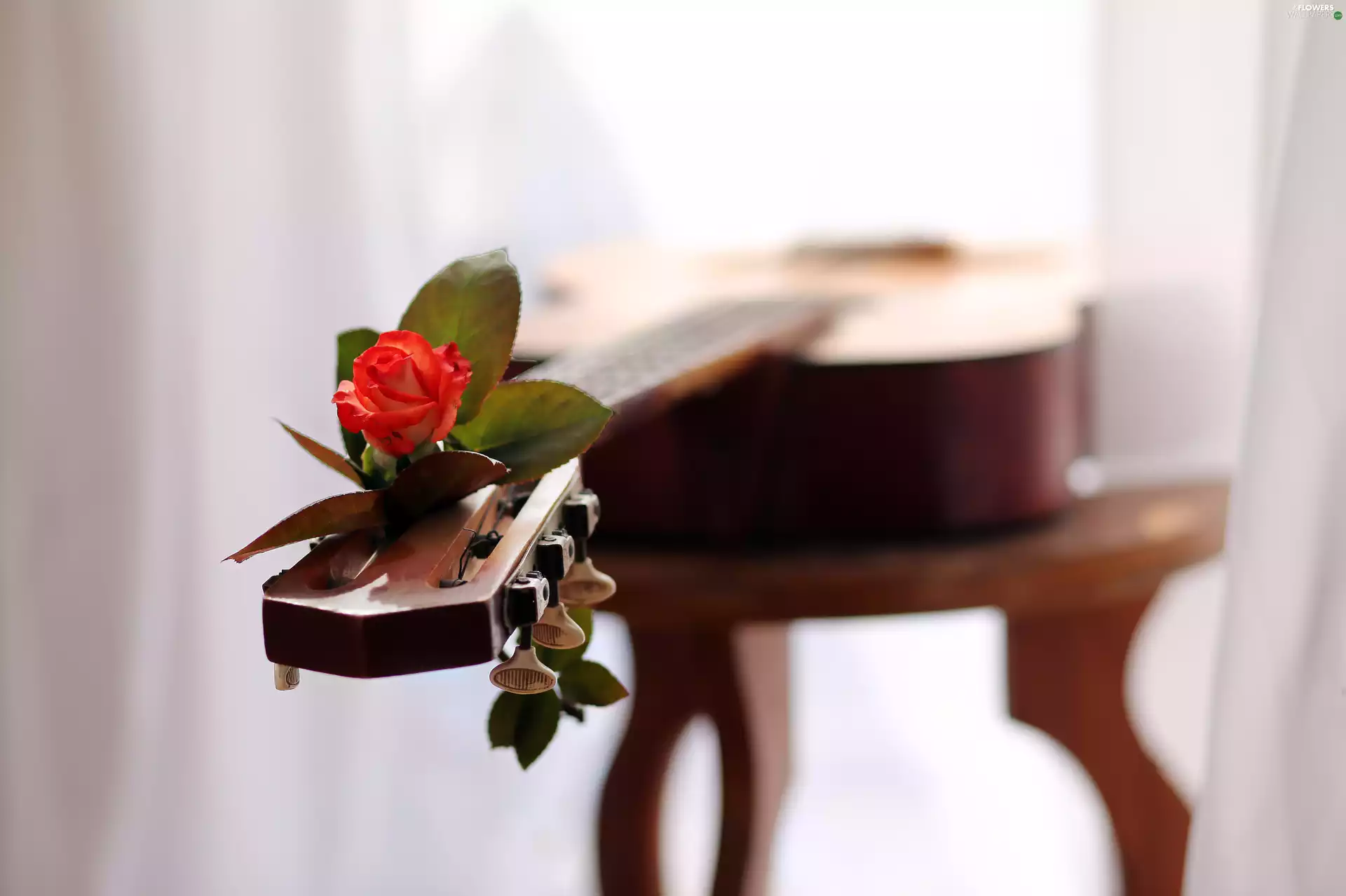 rose, table, Guitar
