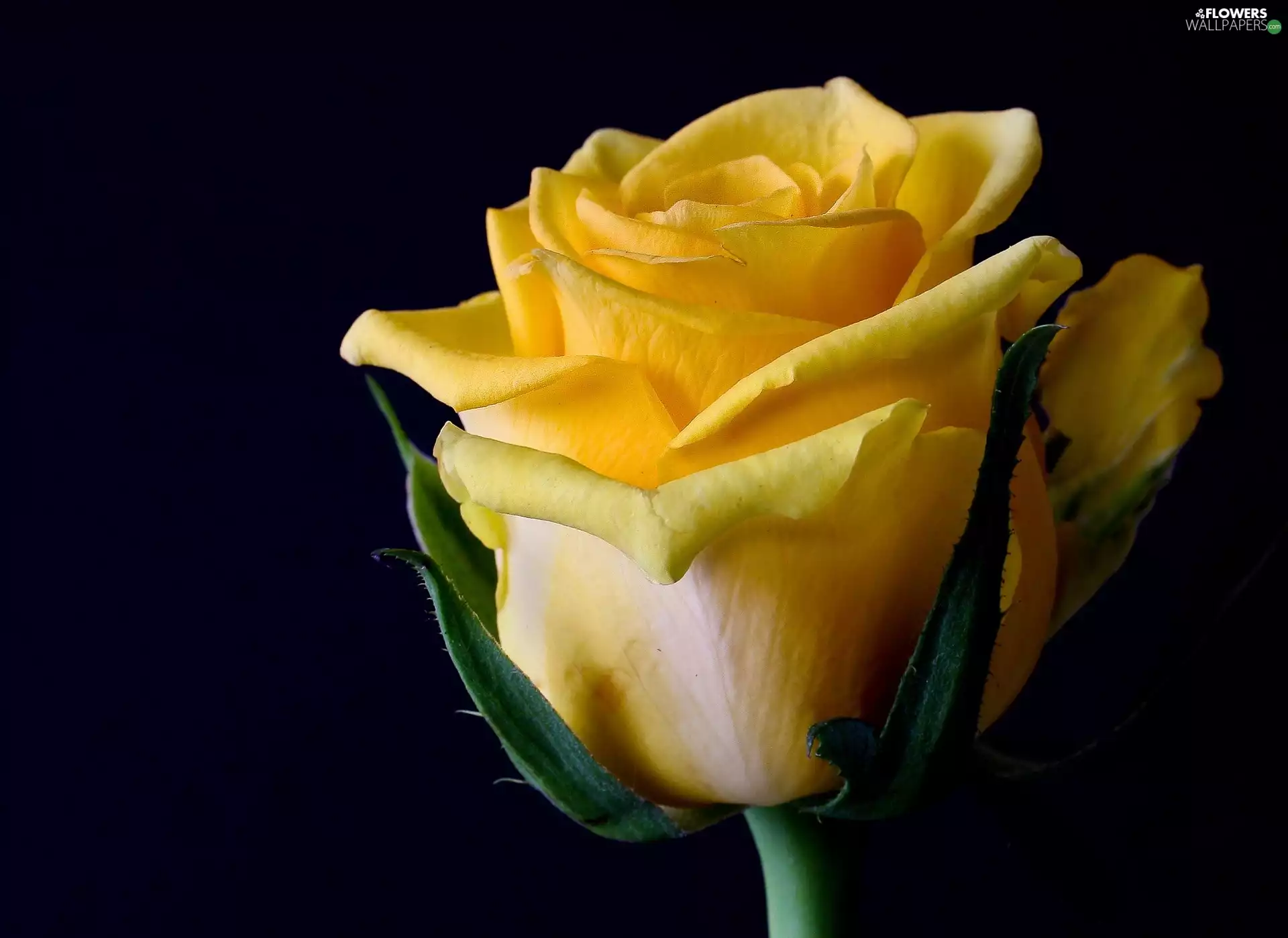 head, Yellow Honda, rose