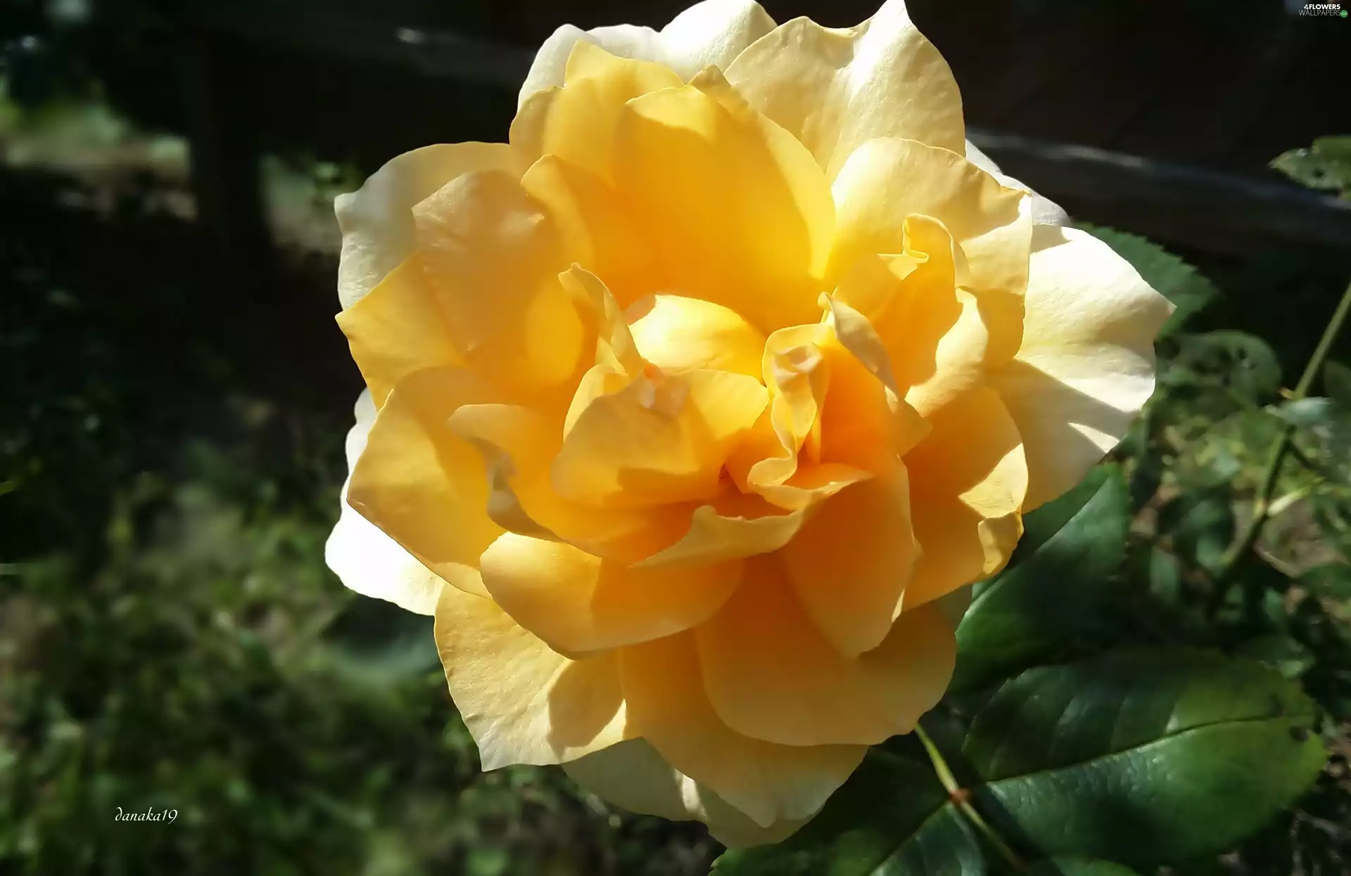 Colourfull Flowers, developed, rose, Yellow Honda