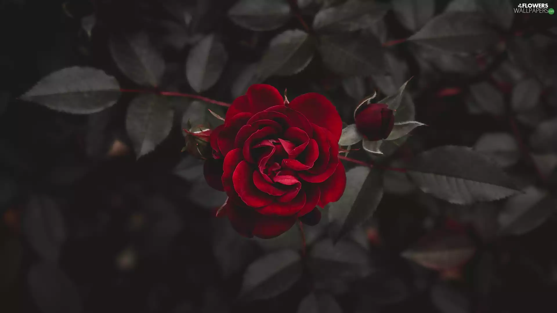 bud, Leaf, developed, rose, red hot