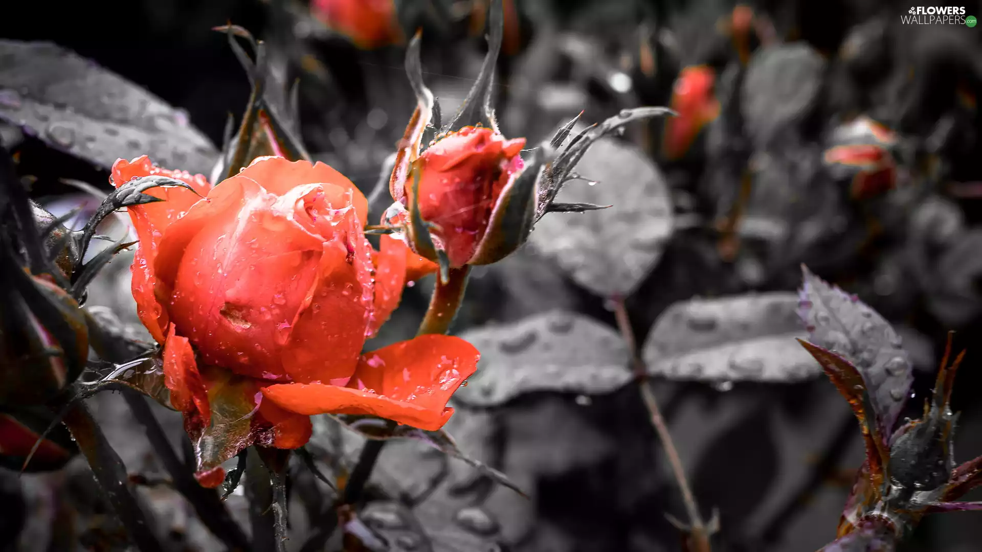 bud, drops, WET, rose, red hot