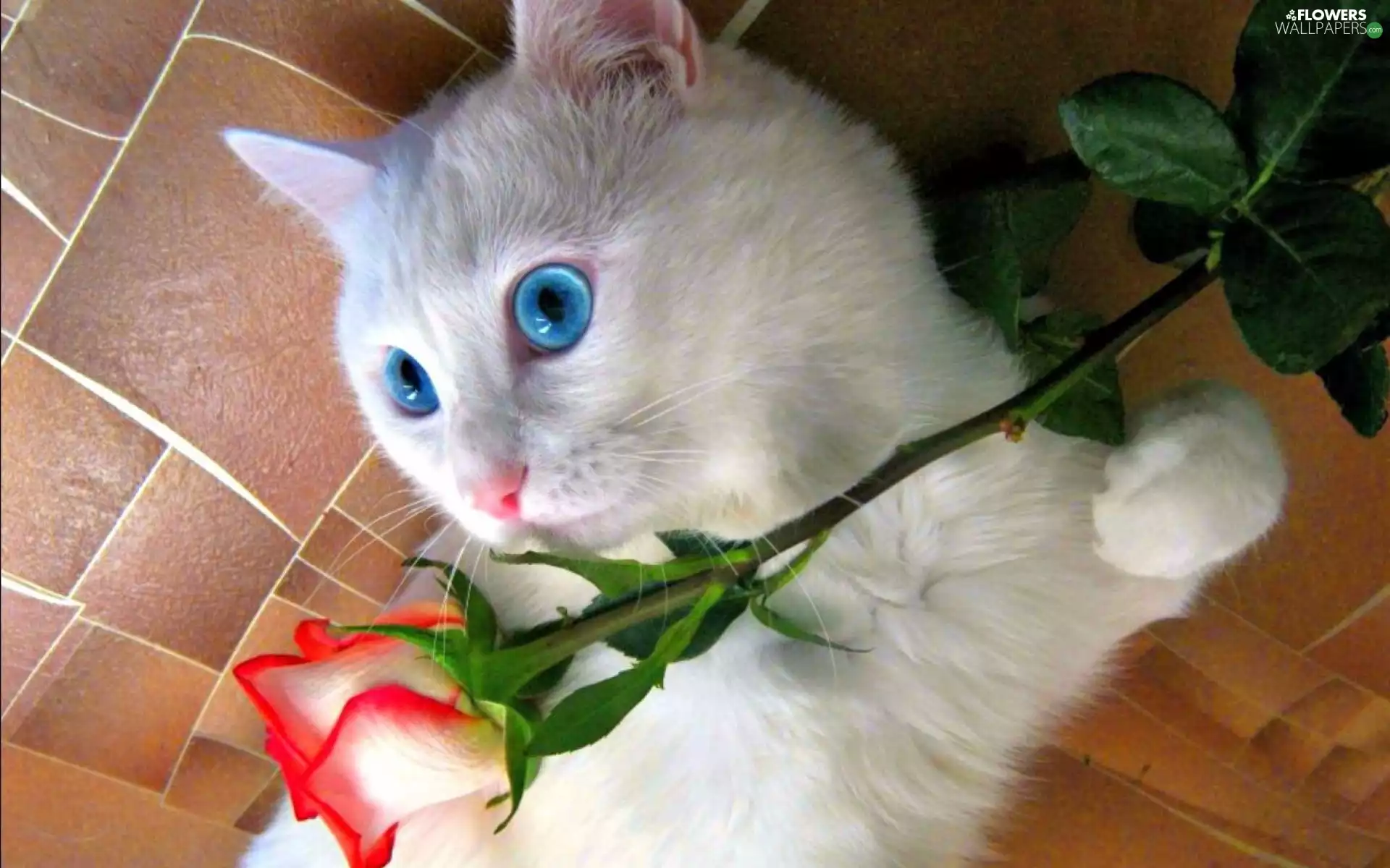 Eyes, rose, kitten, Blue, White