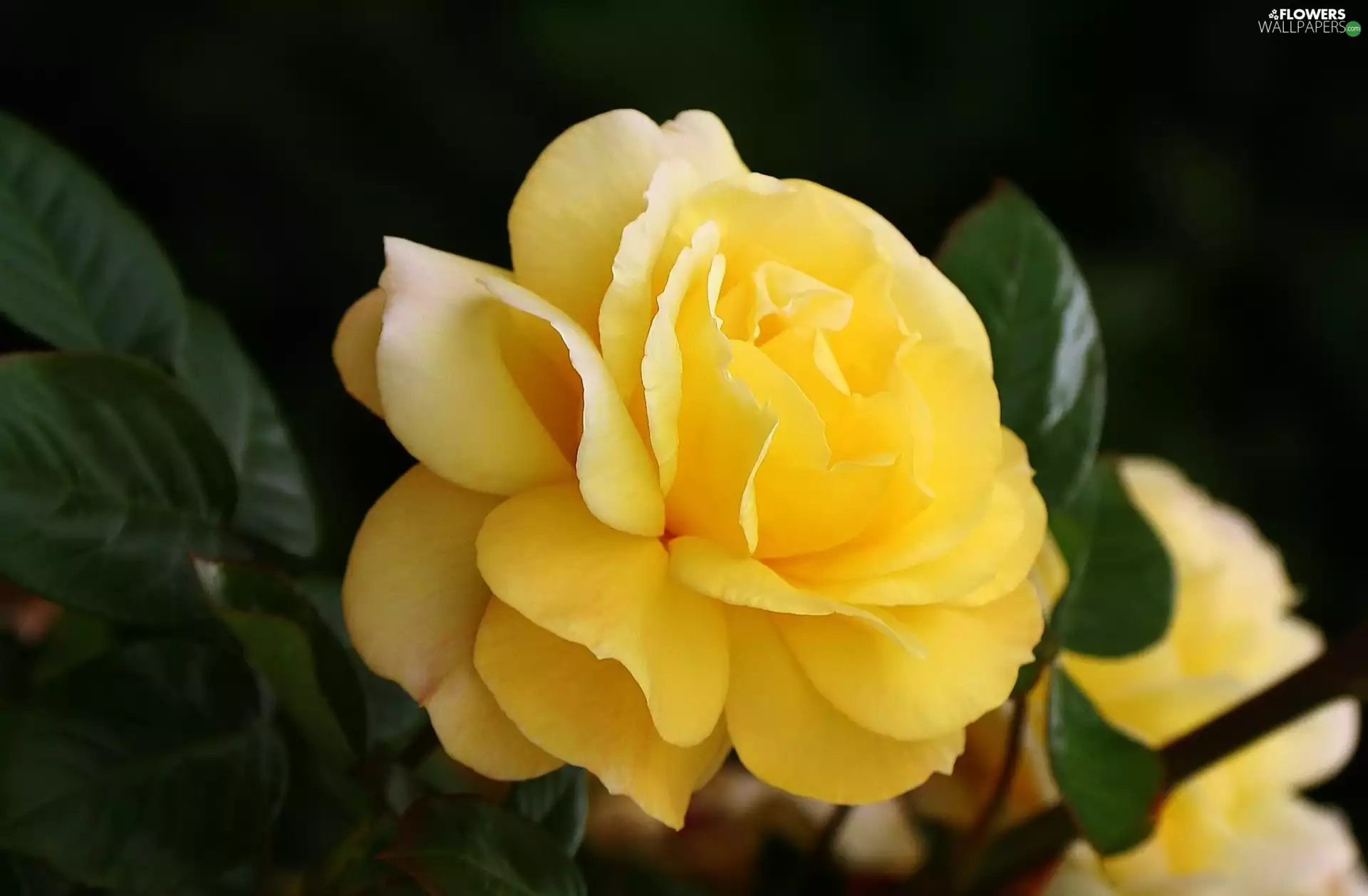 Leaf, Yellow Honda, rose