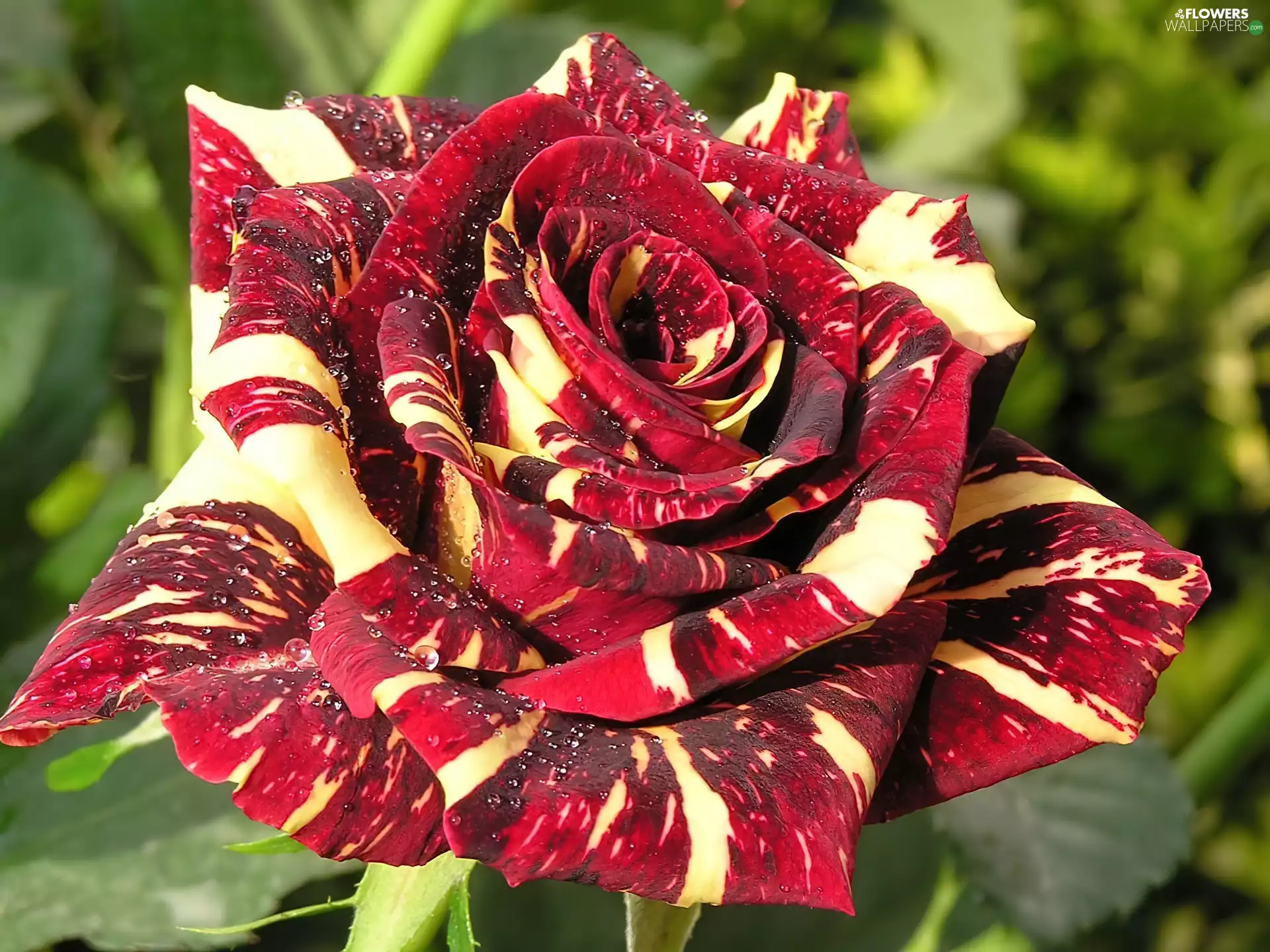 cream, rose, Leaf, red hot