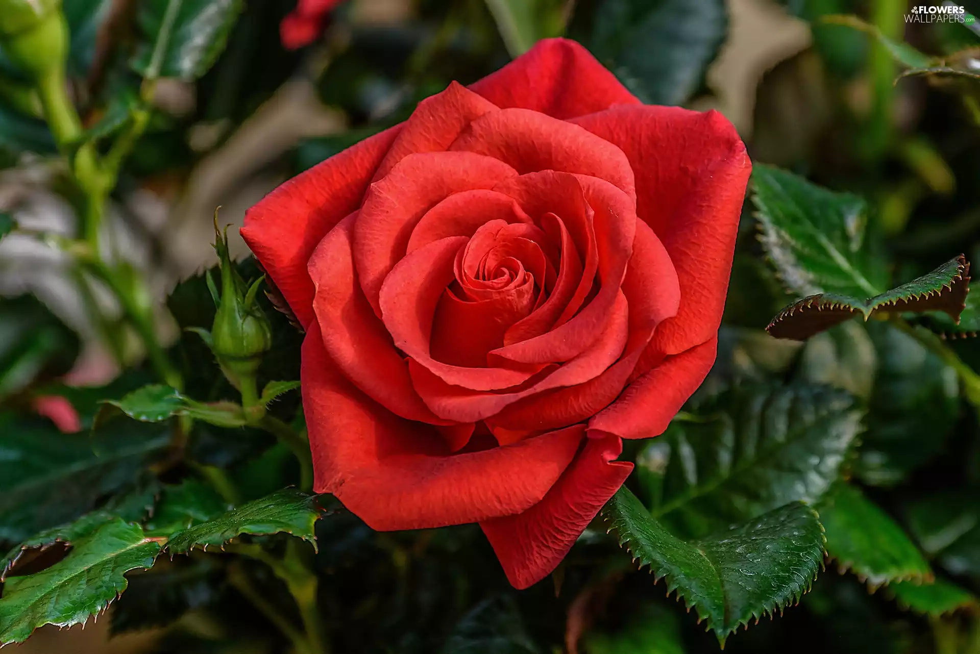 leaves, red hot, rose