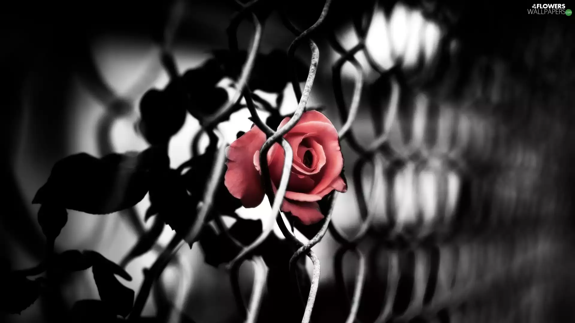 rose, Metal, net