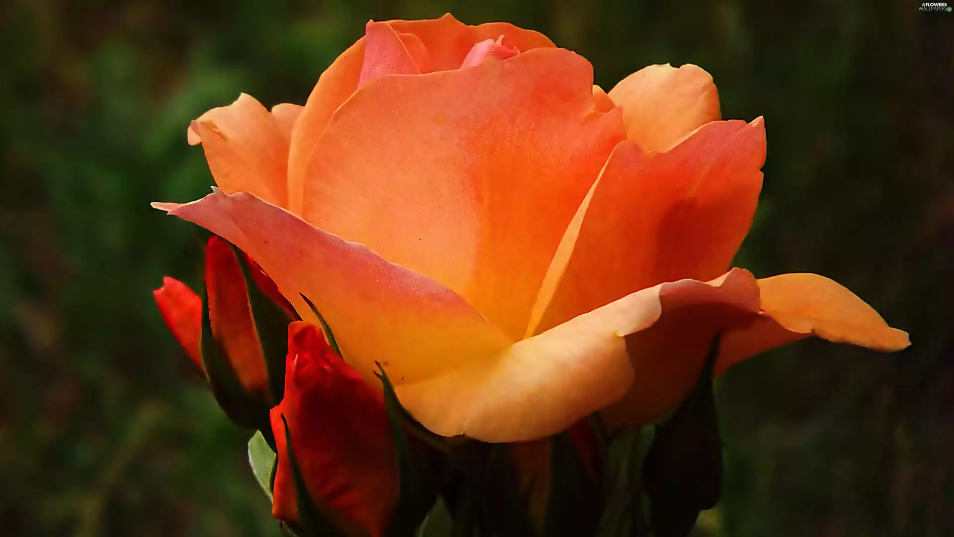 rose, Orange
