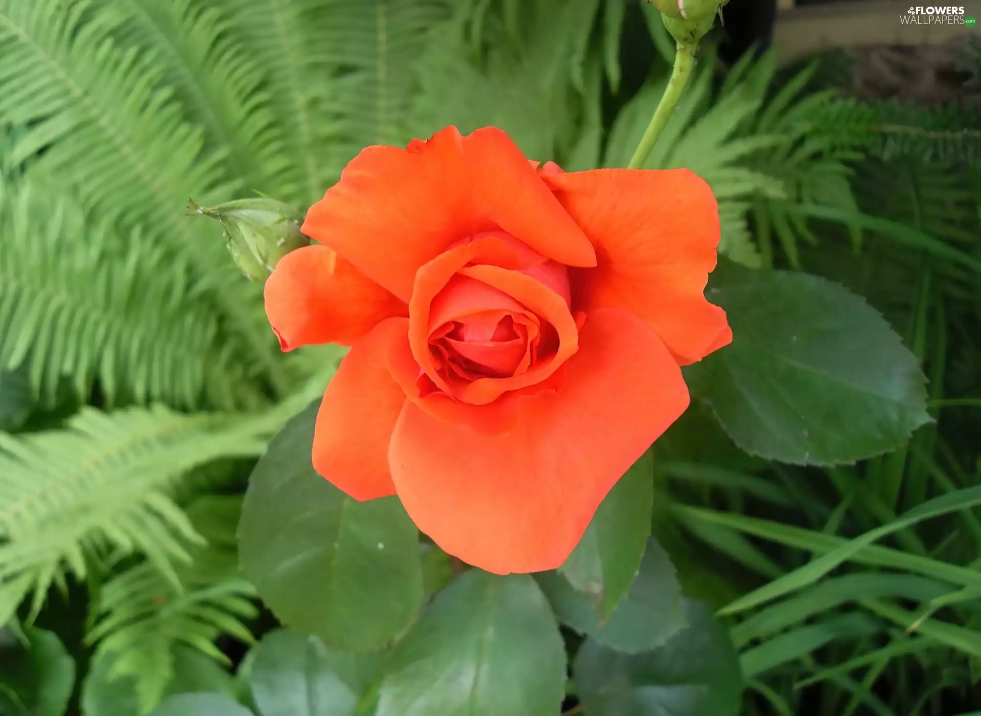 Orange, rose