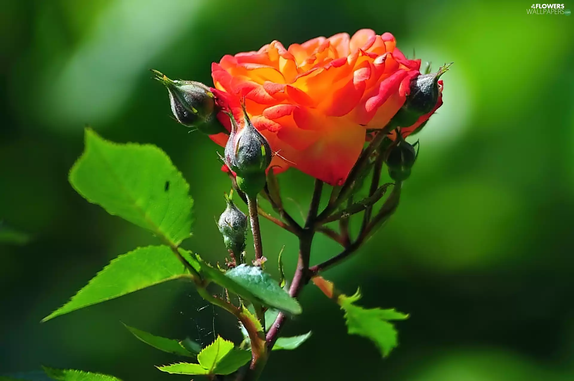 rose, Beauty, Orange