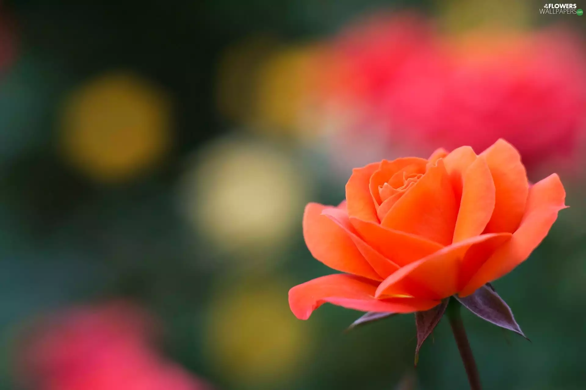 Orange, glamour, Close, rose