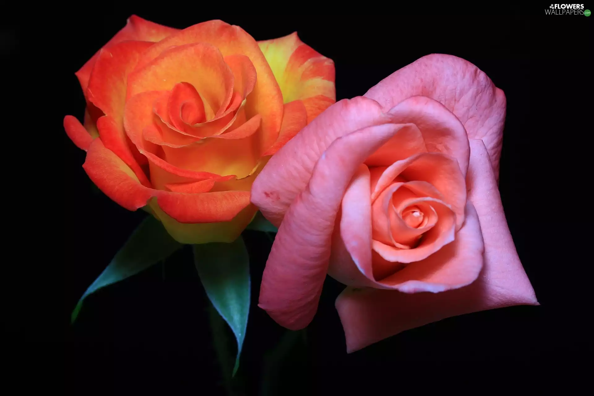 rose, Pink, Orange
